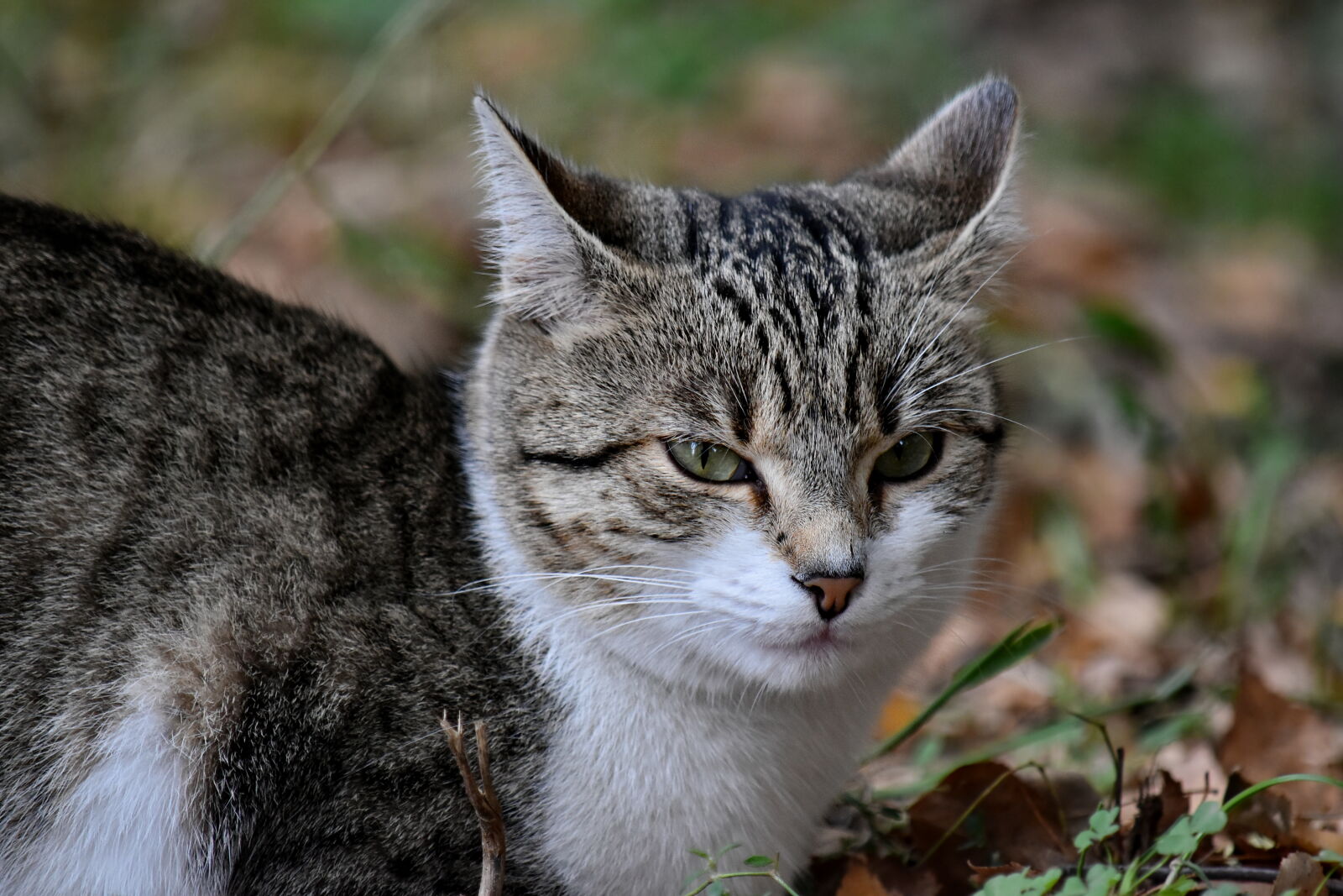 Nikon D5500 sample photo. Domestic cat, eyelashes, eyes photography