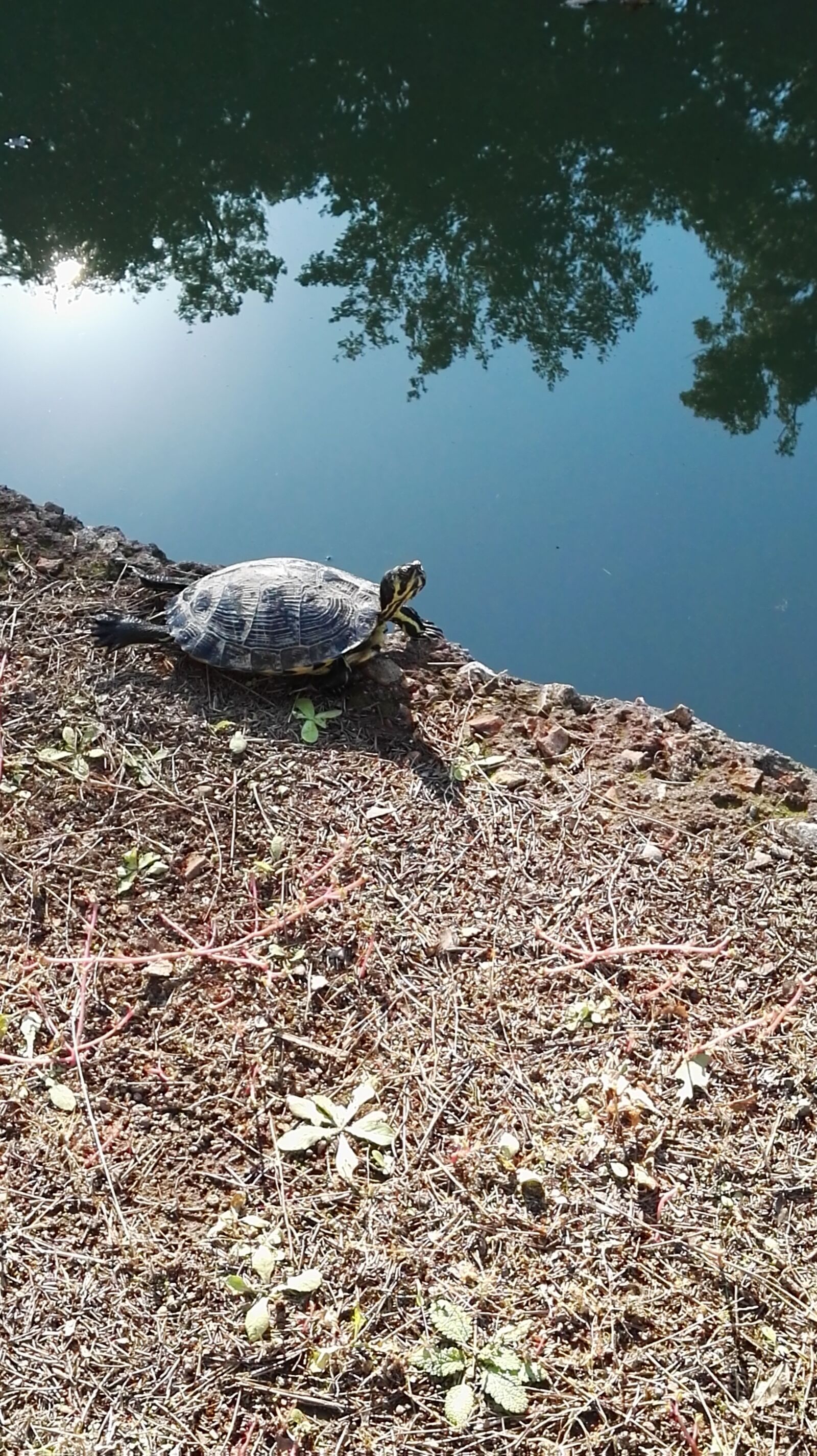 HUAWEI P8 sample photo. Turtle, lake, earth photography