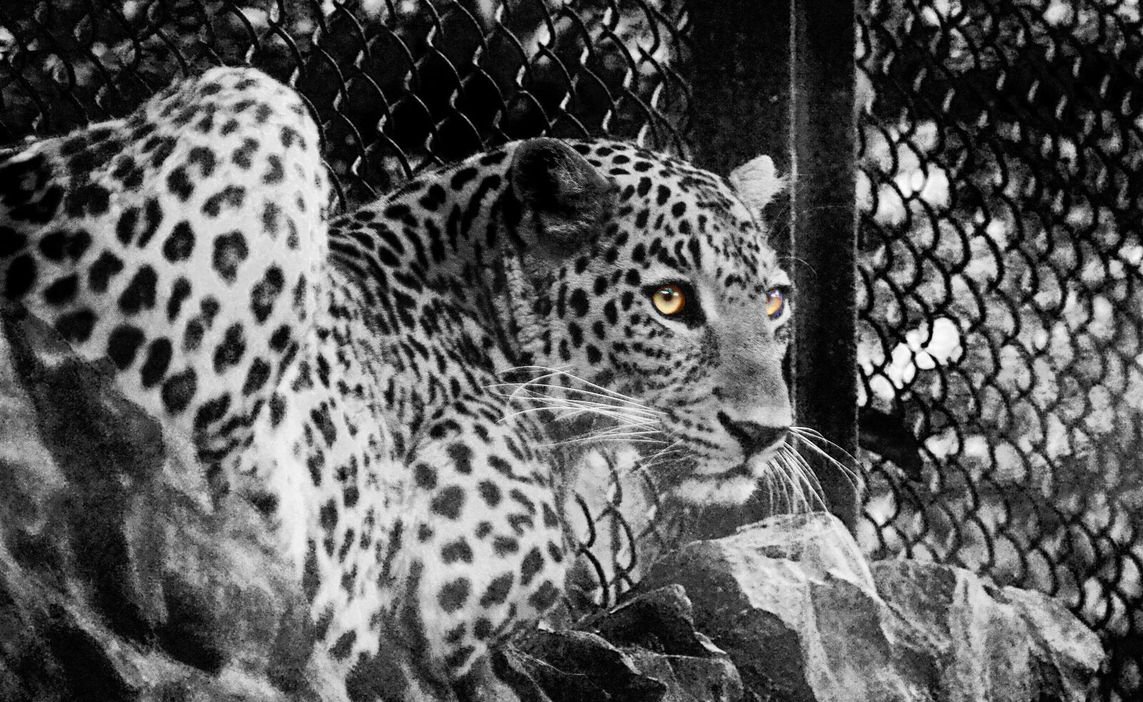 Canon EOS 500D (EOS Rebel T1i / EOS Kiss X3) sample photo. Jungle cat, leopard, hunter photography