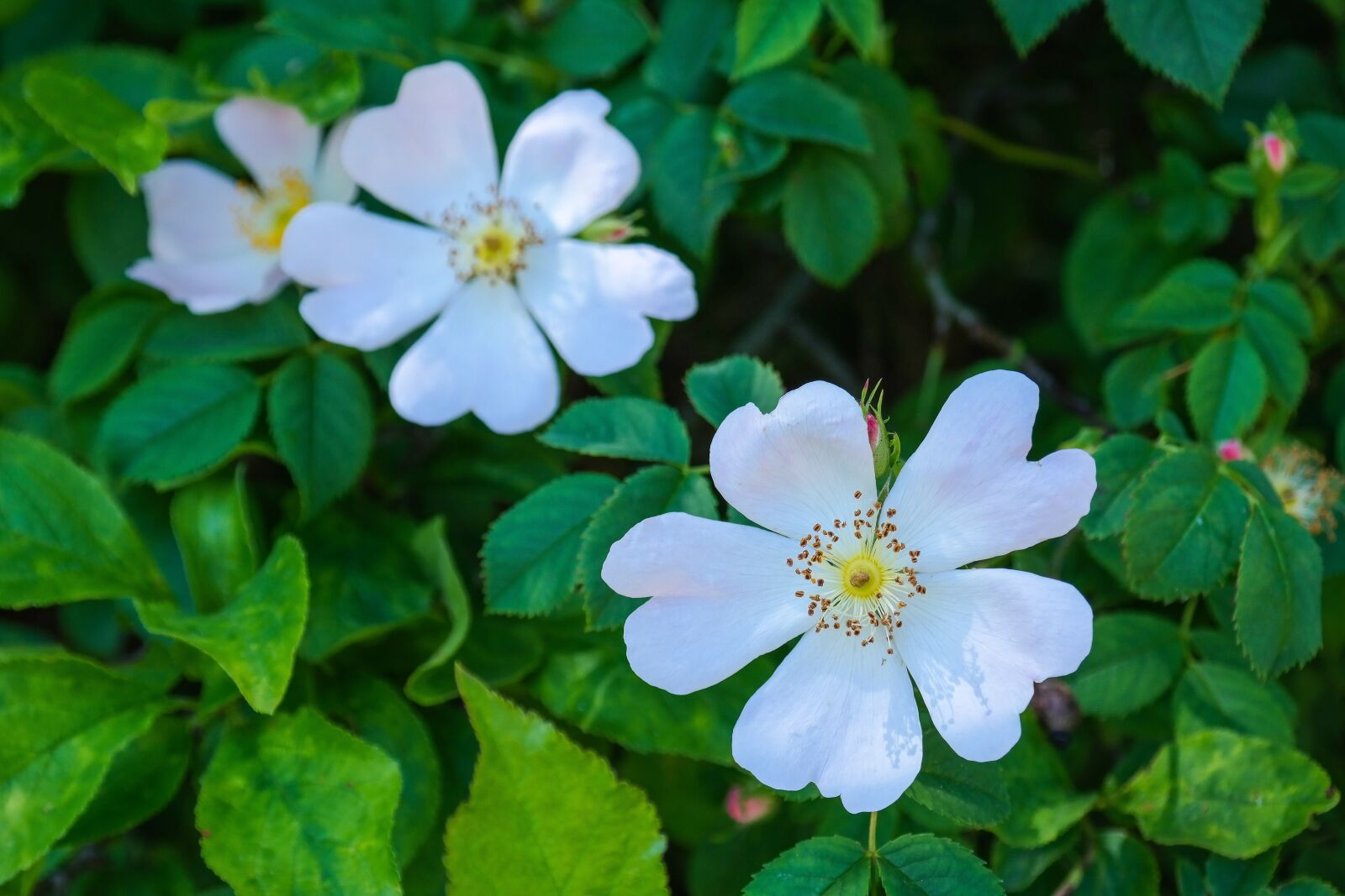 Samsung NX300 sample photo. Wild rose, bush rose photography