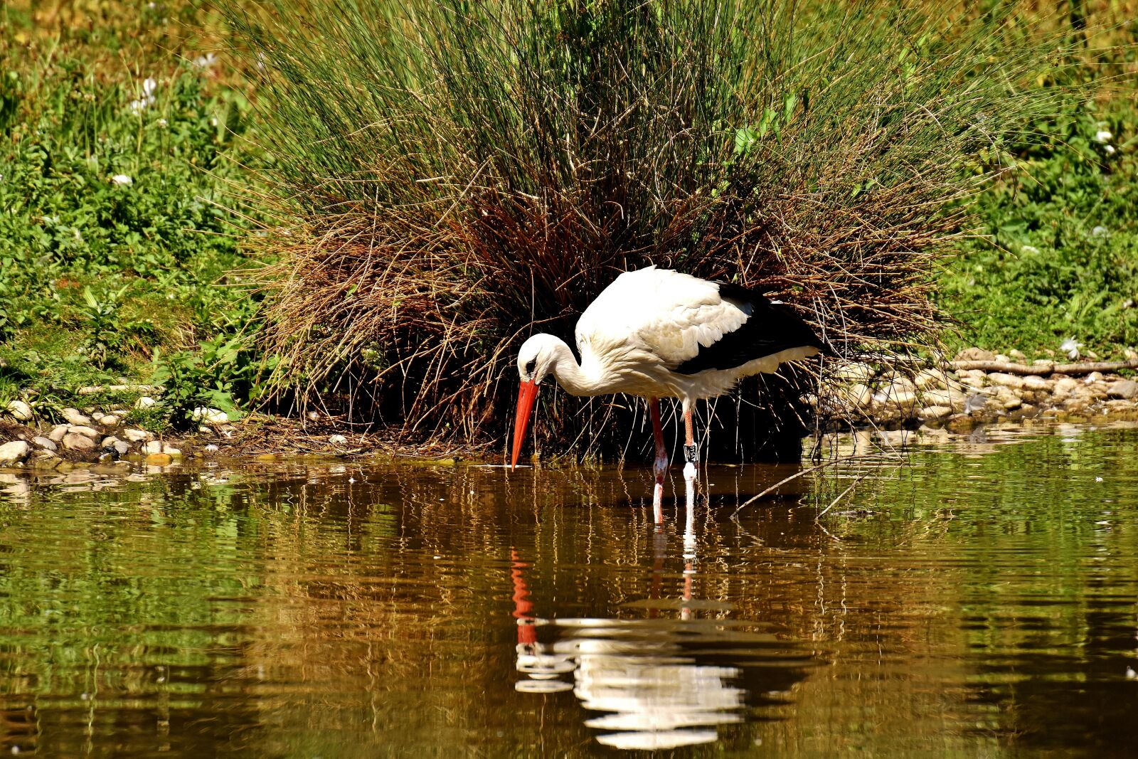 Nikon D7200 sample photo. Stork, bird, flying photography