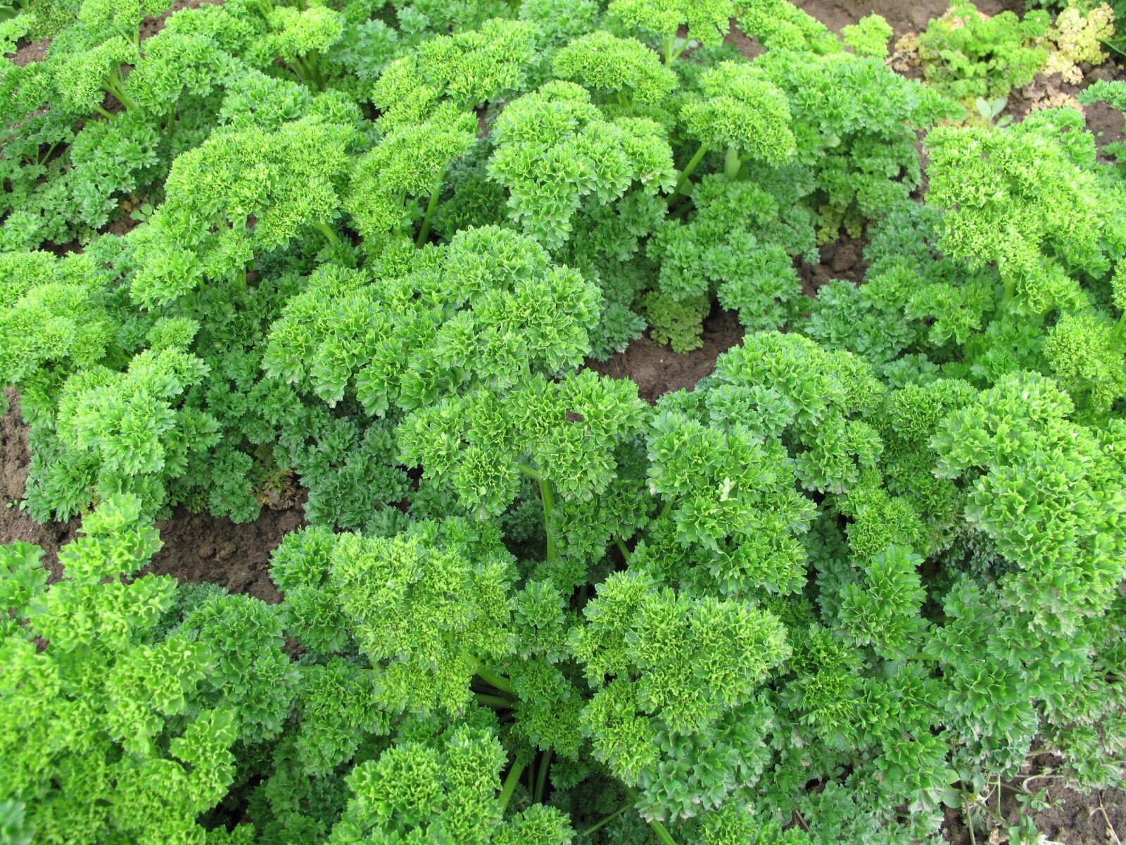 Canon PowerShot G10 sample photo. Parsley, herbs, vegetables photography