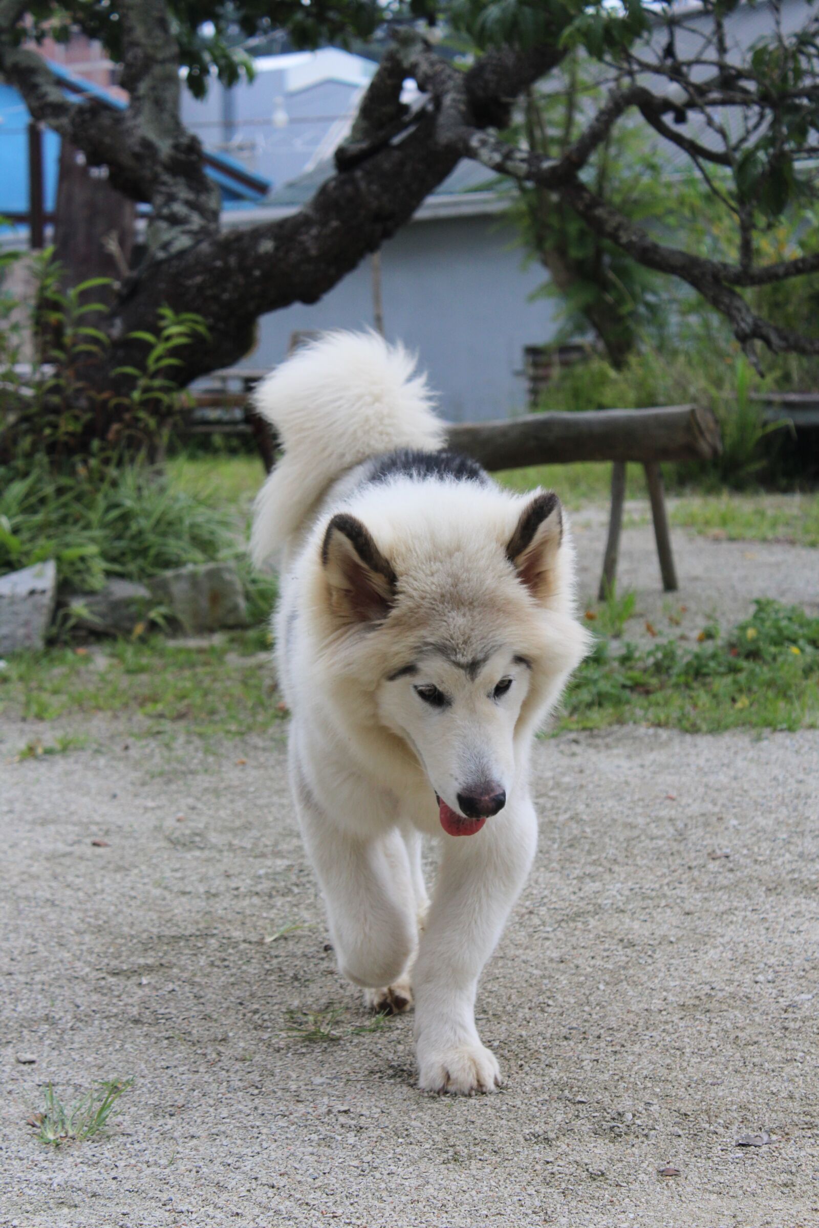 Canon EOS 1300D (EOS Rebel T6 / EOS Kiss X80) + Canon EF-S 18-55mm F3.5-5.6 IS II sample photo. Dog, puppy, animal photography