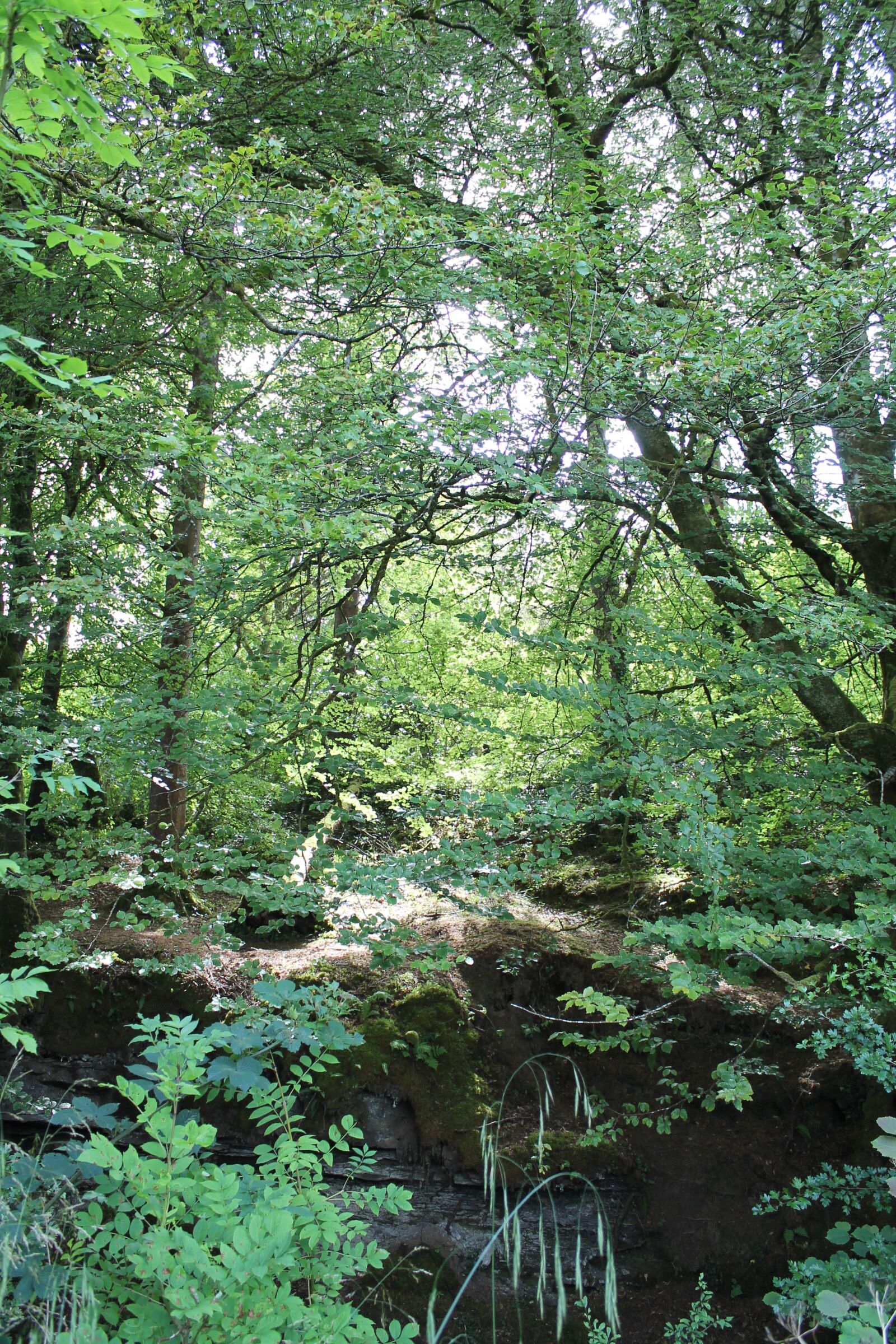 Canon EOS 1100D (EOS Rebel T3 / EOS Kiss X50) sample photo. Trees, river bank, ireland photography