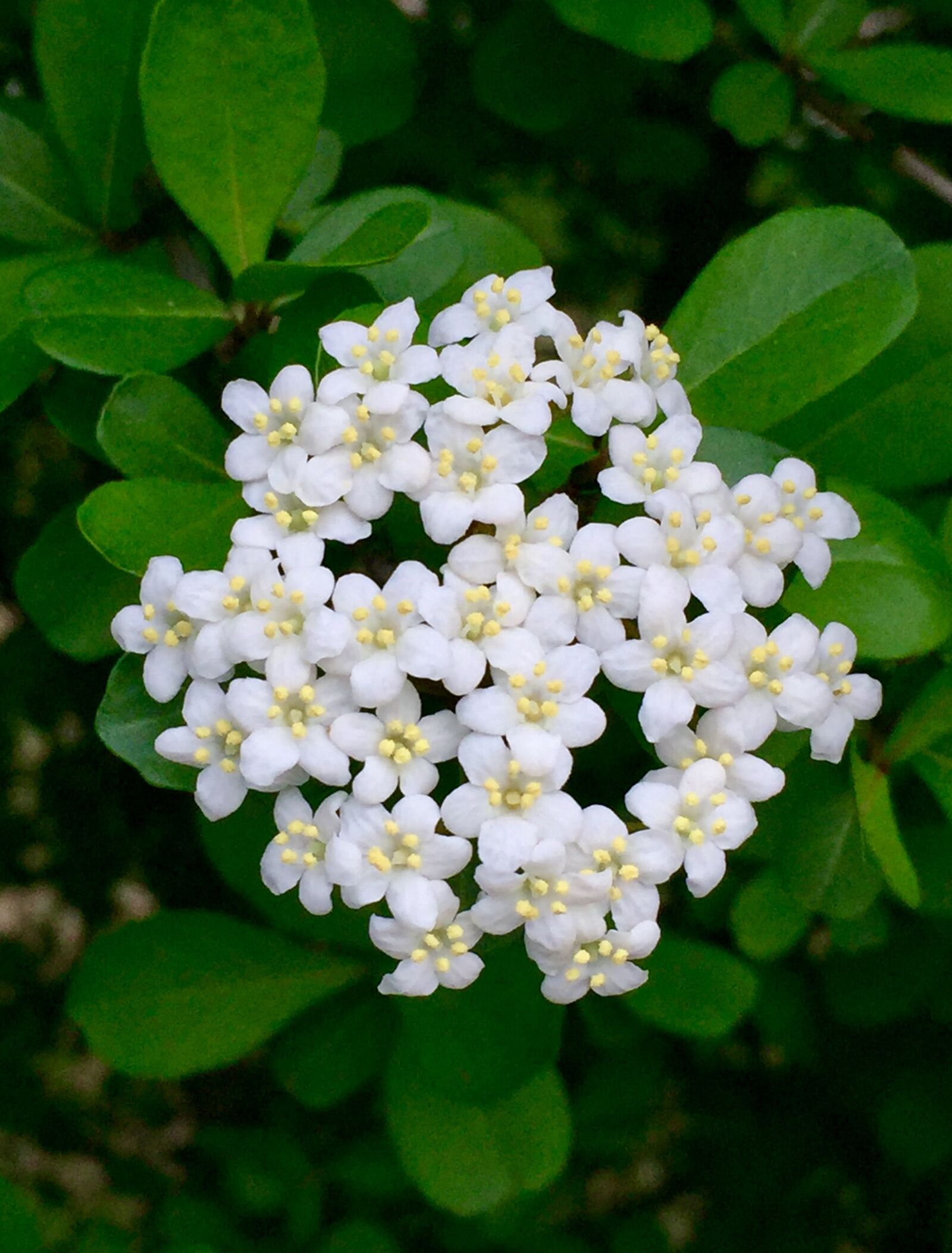 iPhone 6 Plus back camera 4.15mm f/2.2 sample photo. White flower, flower, flora photography