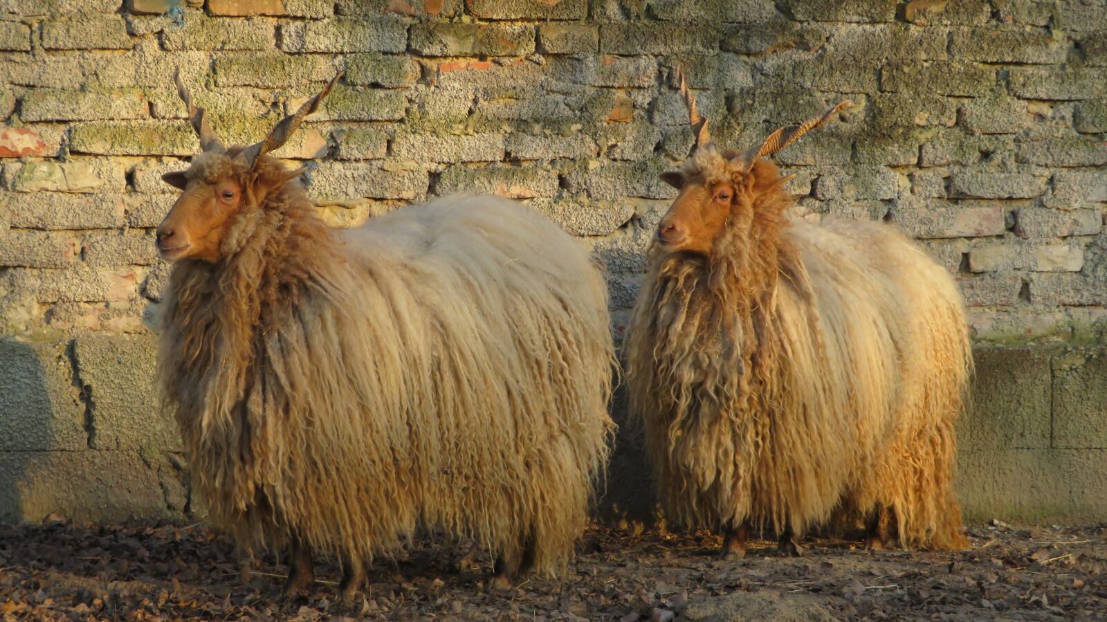 Canon PowerShot SX720 HS sample photo. Sheep, zackelschaf, parallel photography