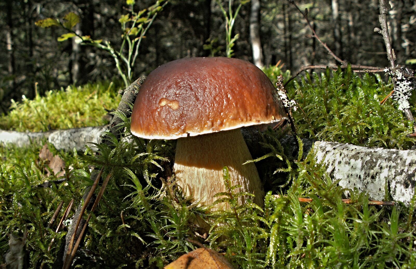 KONICA MINOLTA DiMAGE Z5 sample photo. Mushrooms, mushroom, nature photography