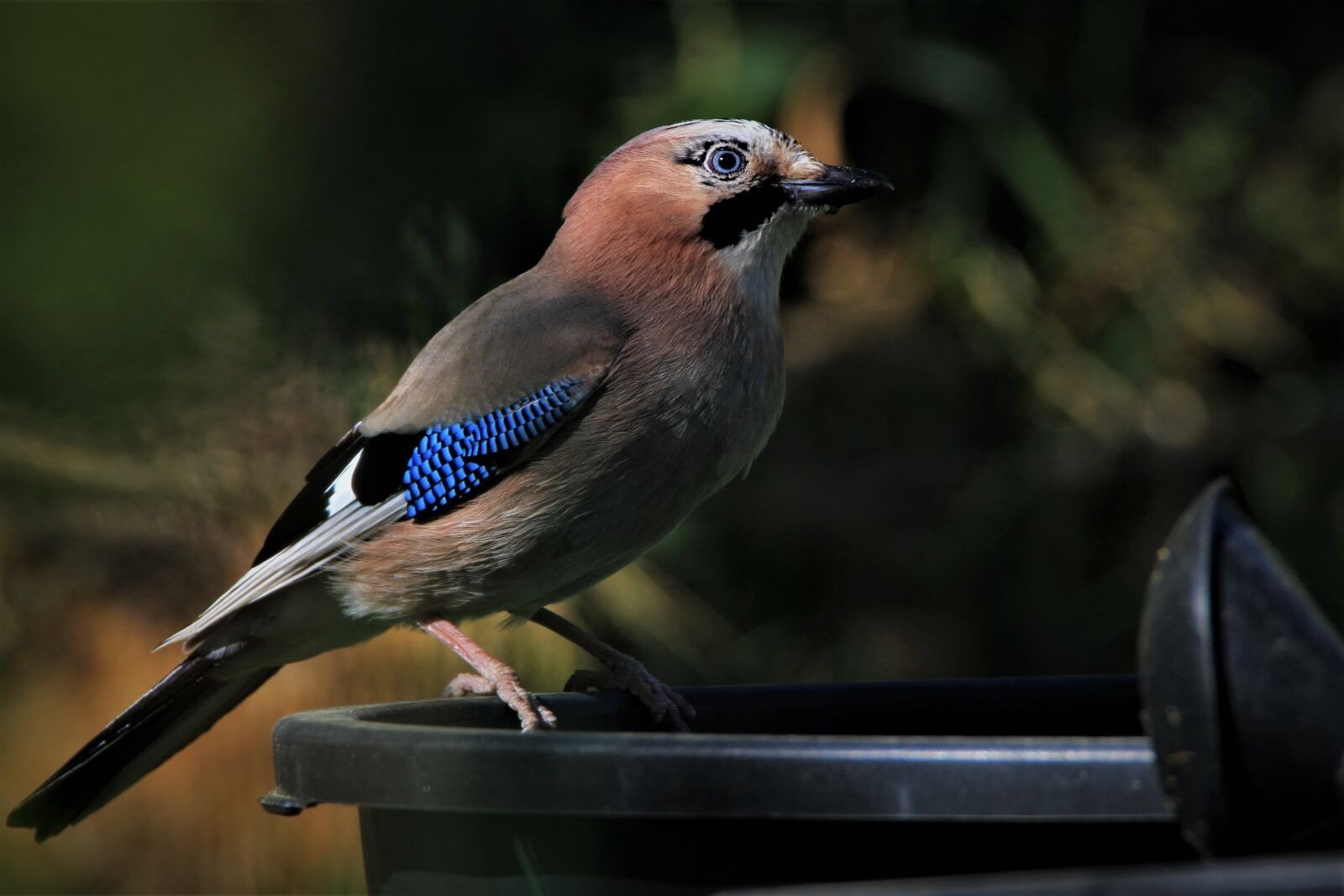Tamron SP 150-600mm F5-6.3 Di VC USD sample photo. Jay, bird, songbird photography