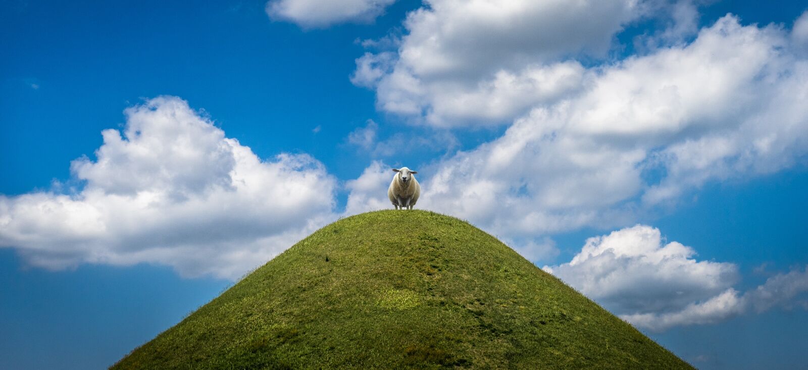Sony a7 + Sony FE 28-70mm F3.5-5.6 OSS sample photo. Yang, animal, cloud photography
