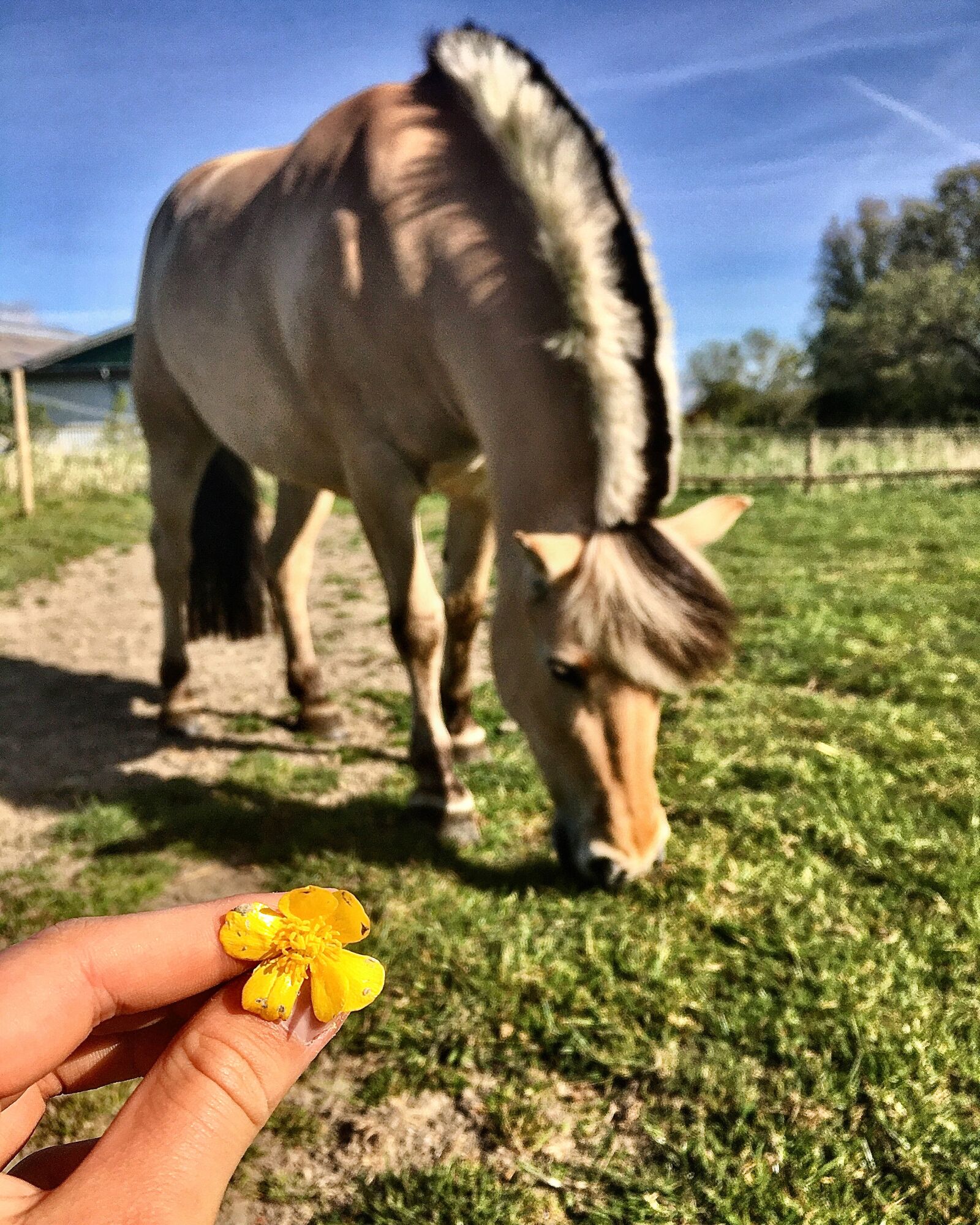 iPhone SE back camera 4.15mm f/2.2 sample photo. Horse, fjord horse, summer photography