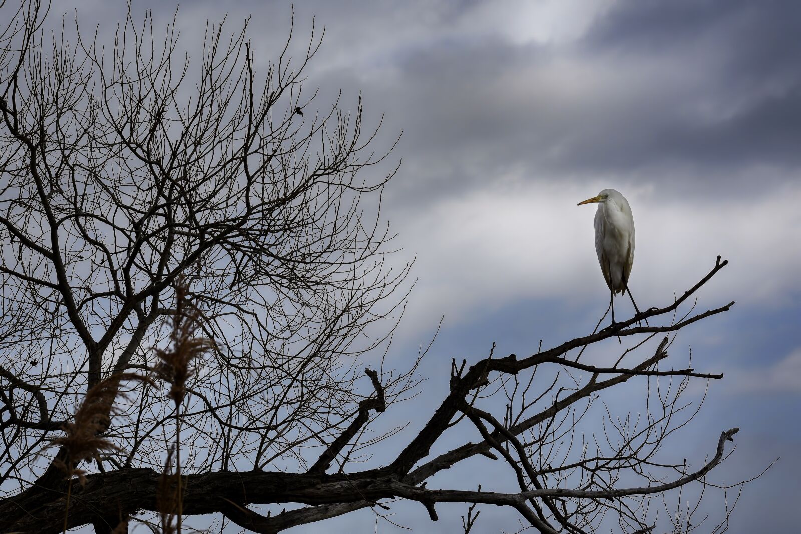 Nikon D7200 sample photo. Bird, nature, animal photography