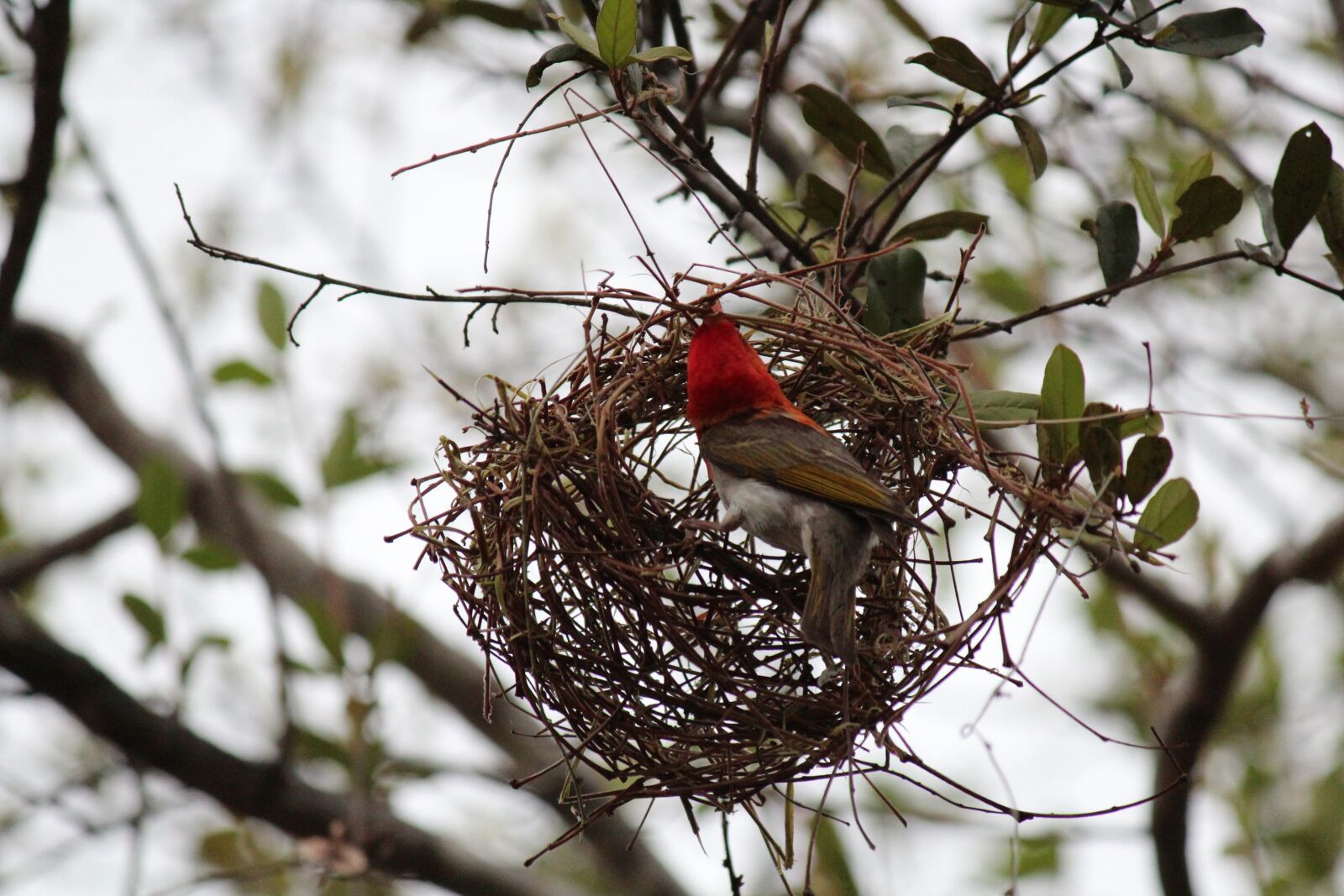Canon EOS 600D (Rebel EOS T3i / EOS Kiss X5) + Canon EF-S 55-250mm F4-5.6 IS sample photo. Nest, bird, weave photography