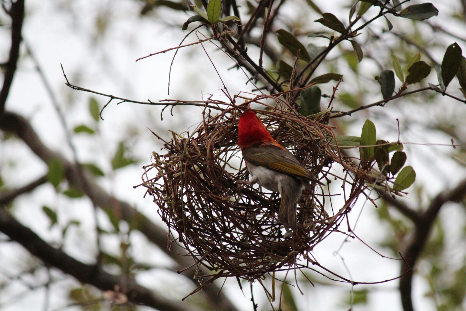 Canon EF-S 55-250mm F4-5.6 IS sample photo. Nest, bird, weave photography