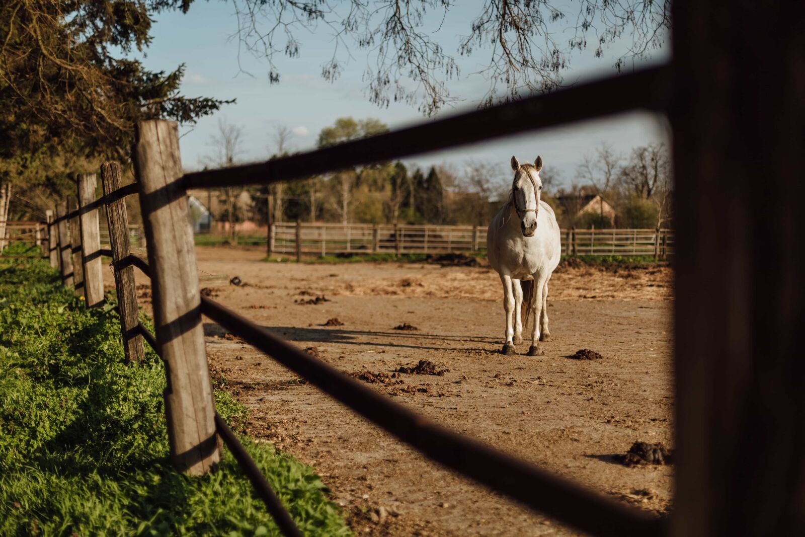 Canon EOS 5D Mark III sample photo. Animal, fence, horse, ranch photography
