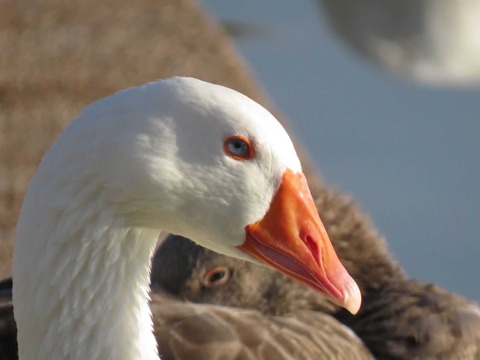 Canon PowerShot SX60 HS sample photo. Goose, water, bird photography