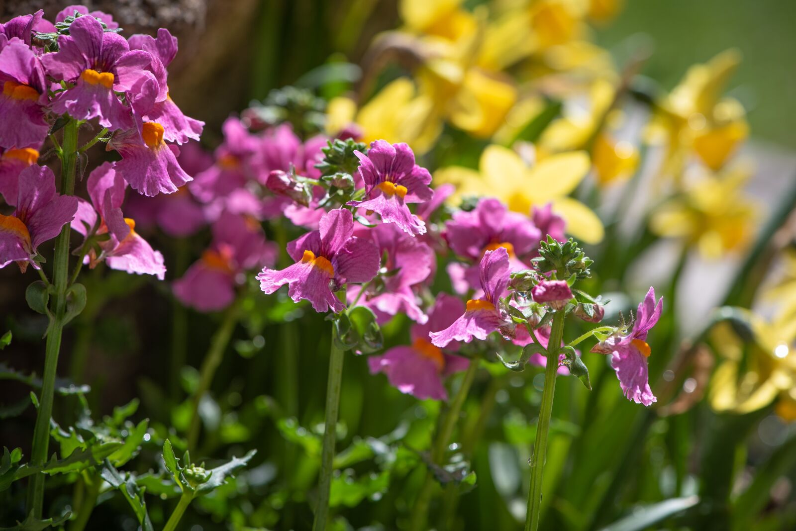Nikon D750 sample photo. Flowers, garden, spring photography