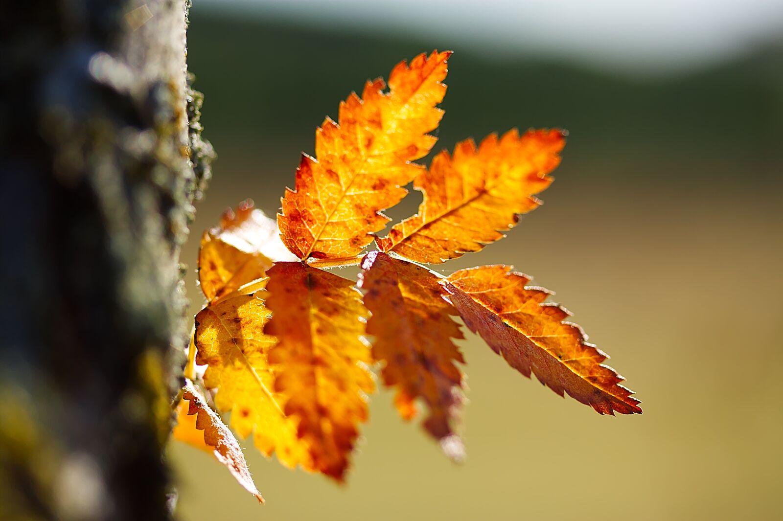Canon EOS 450D (EOS Rebel XSi / EOS Kiss X2) sample photo. Autumn, fall leaves, leaves photography