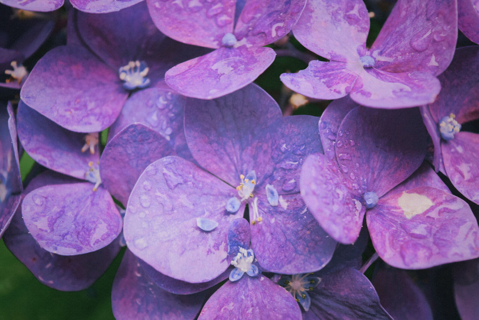 Nikon D5300 sample photo. Purple, hydrangeas photography