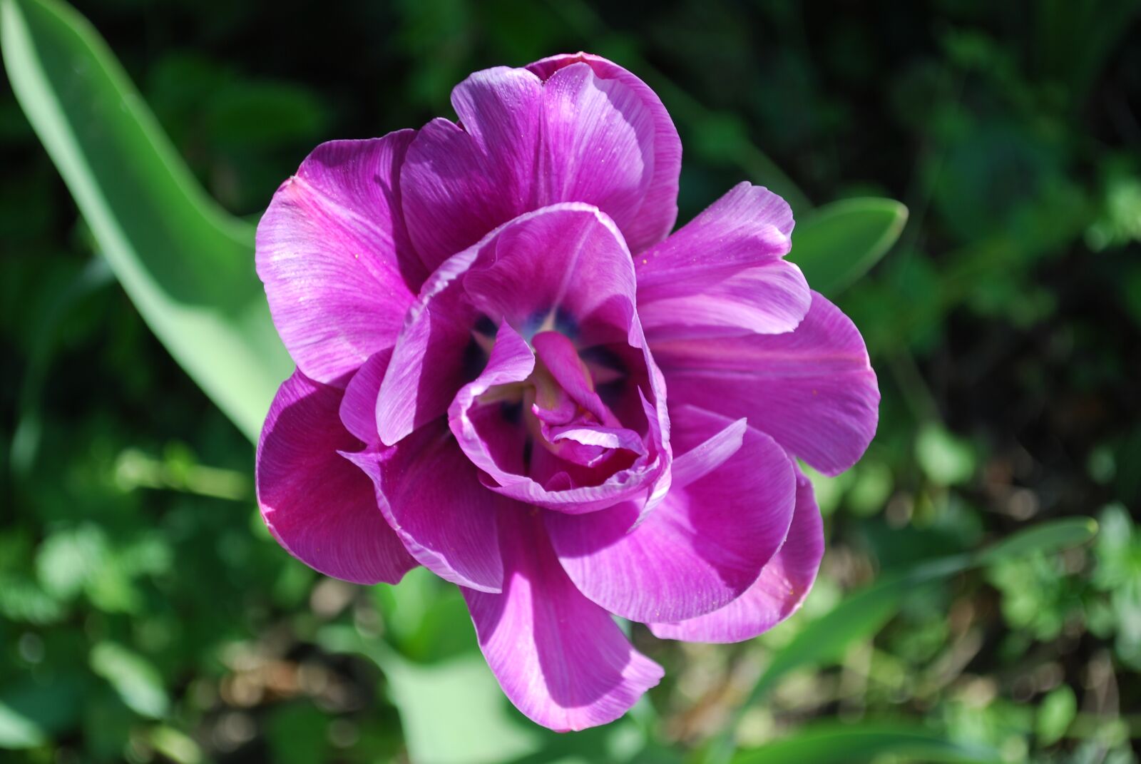 Nikon D60 sample photo. Nature, plant, flower photography