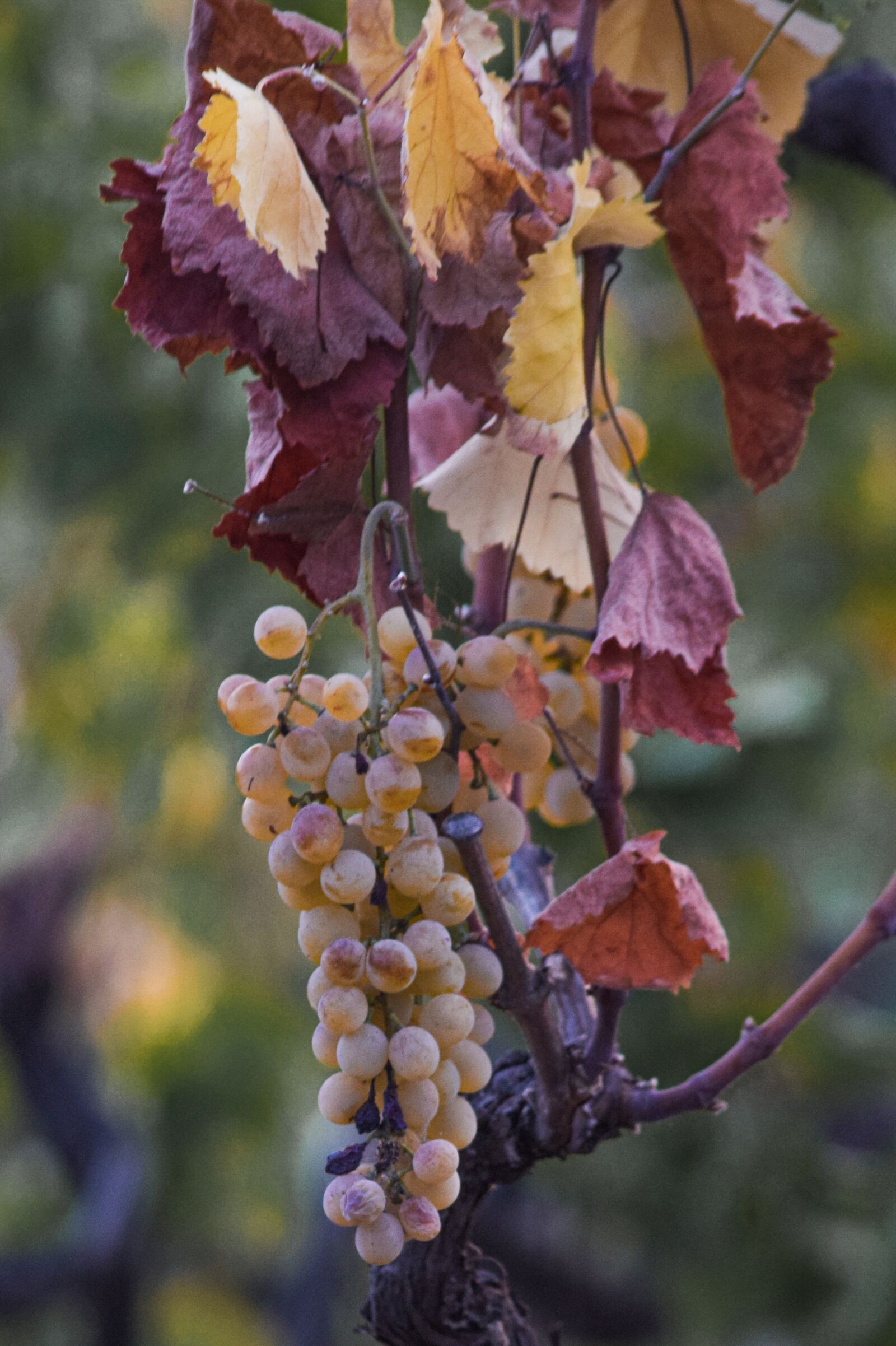 Nikon D5300 sample photo. Grapes, grape vines, leaves photography