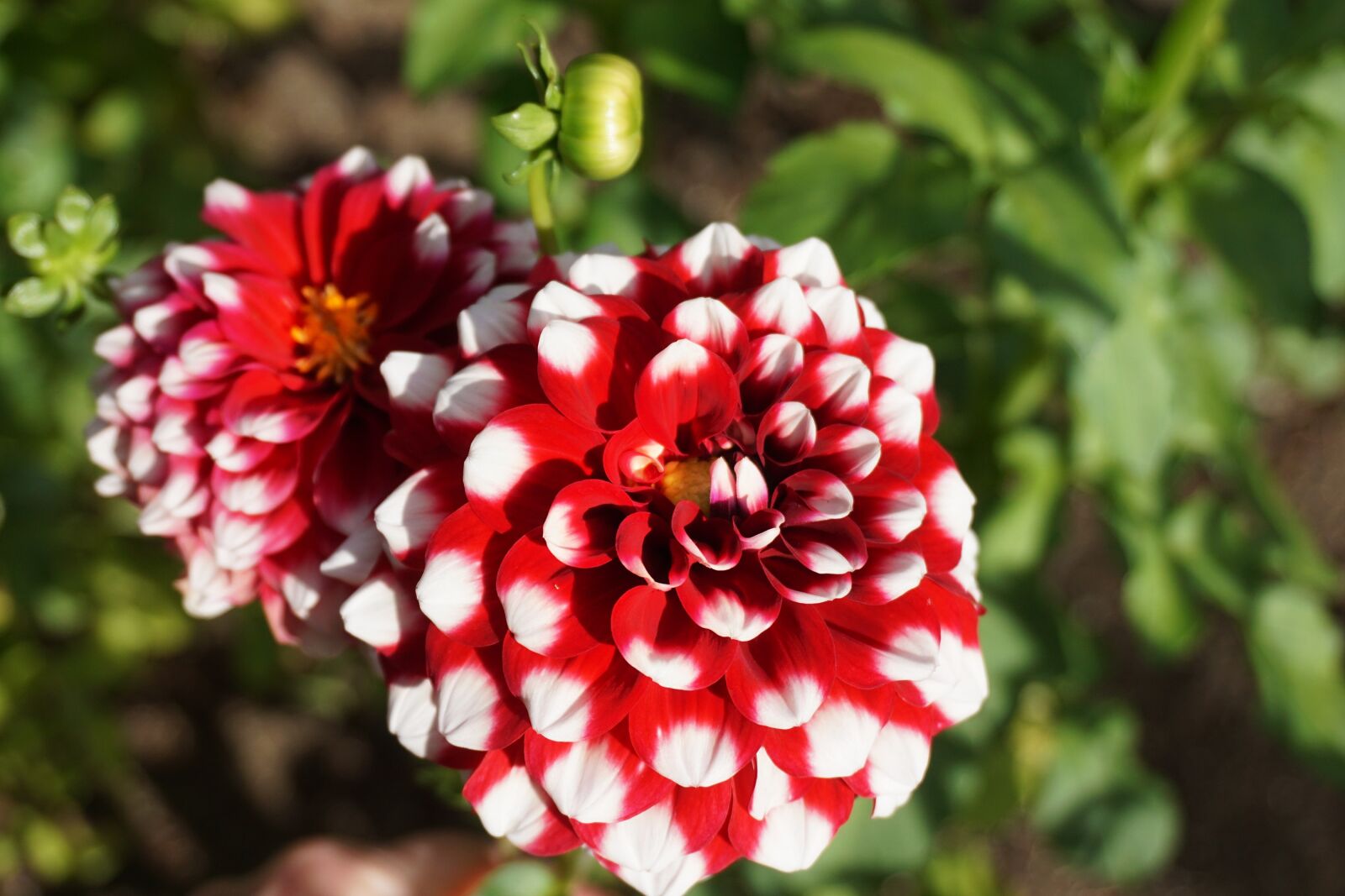 Sony a6000 sample photo. Flower, dahlia, red photography