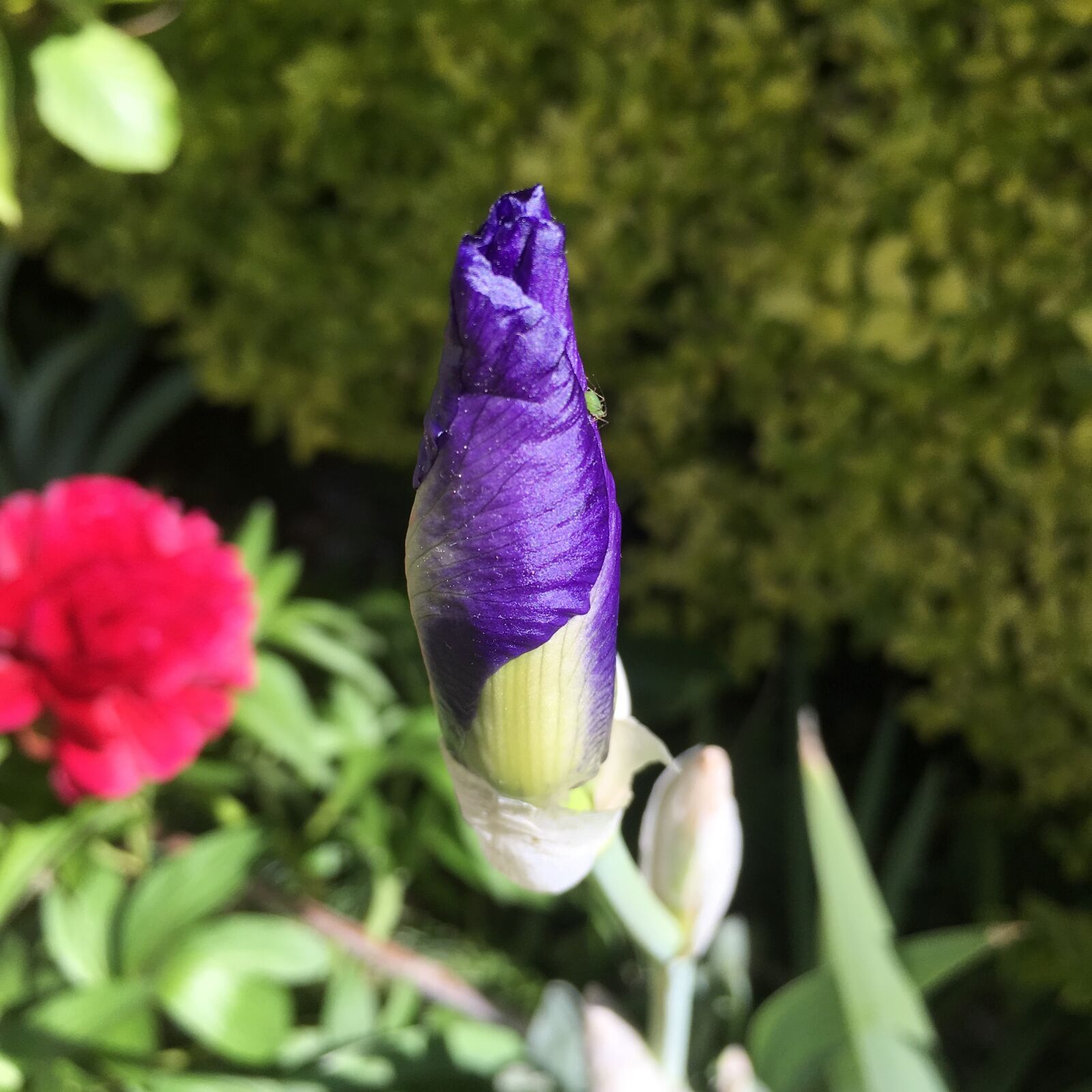 Apple iPad Pro sample photo. Iris, gladioli, spring photography