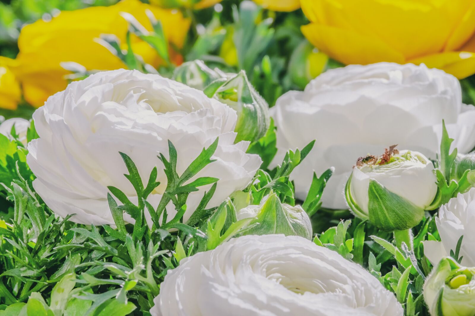 Fujifilm XF 55-200mm F3.5-4.8 R LM OIS sample photo. Ranunculus, flower, petals photography