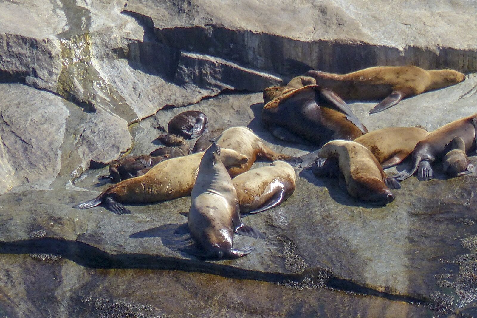 Panasonic Lumix DMC-FZ200 sample photo. Seals, animal, maritime photography