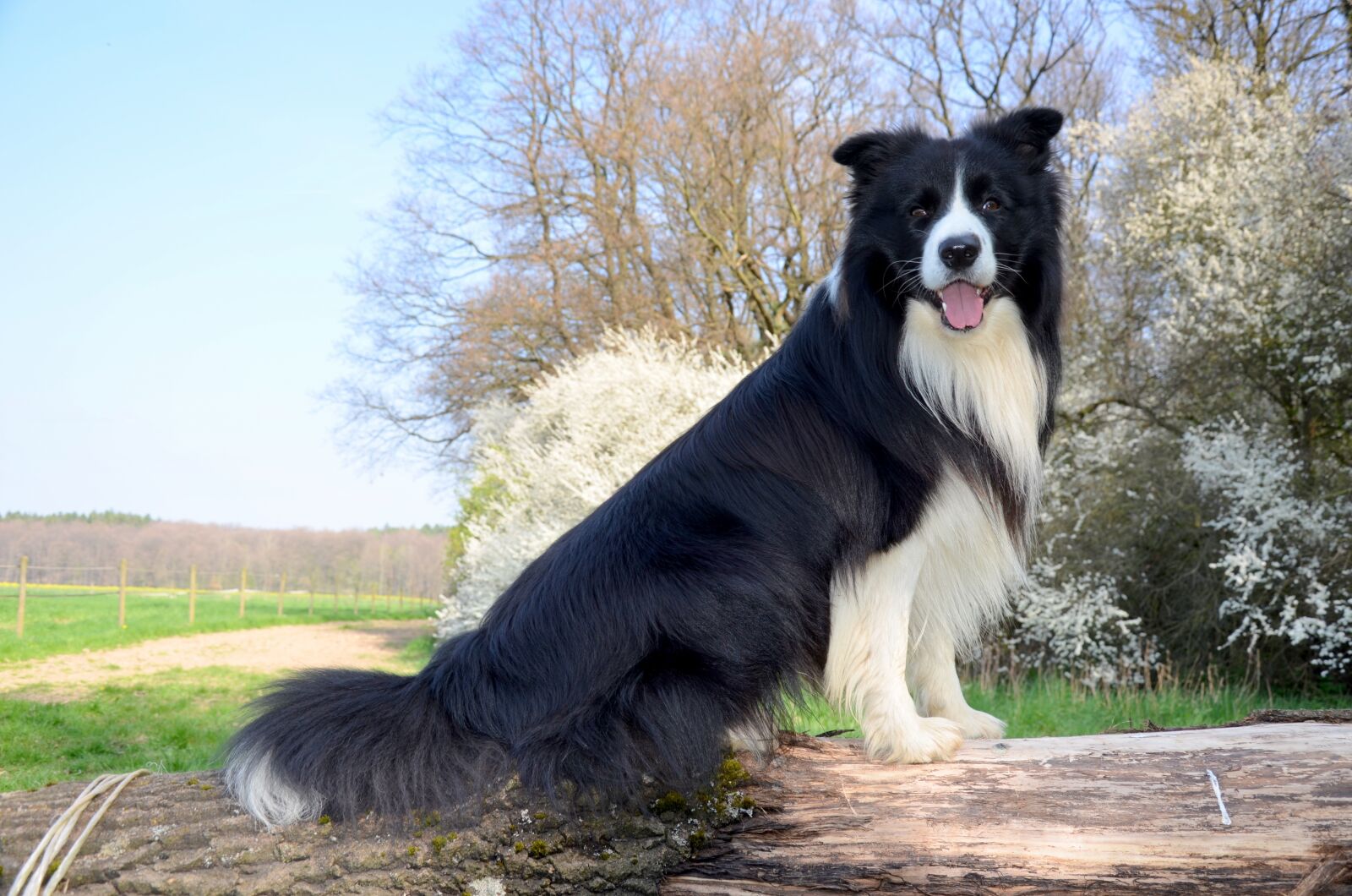 Nikon D5100 sample photo. Boder collie, dog, herding photography