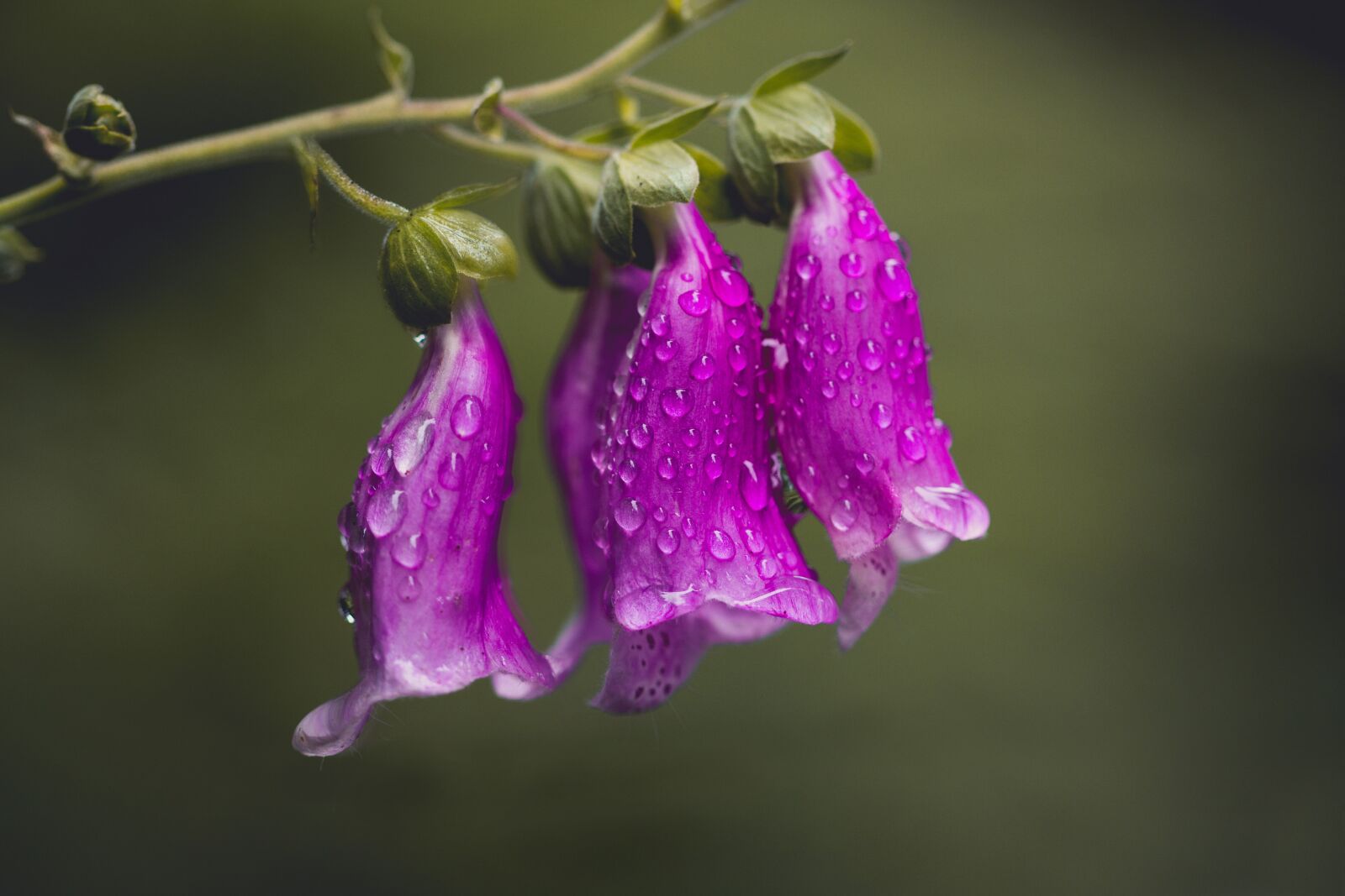 Canon EOS 60D + Canon EF 100mm F2.8 Macro USM sample photo. Thimble, nature, flower photography