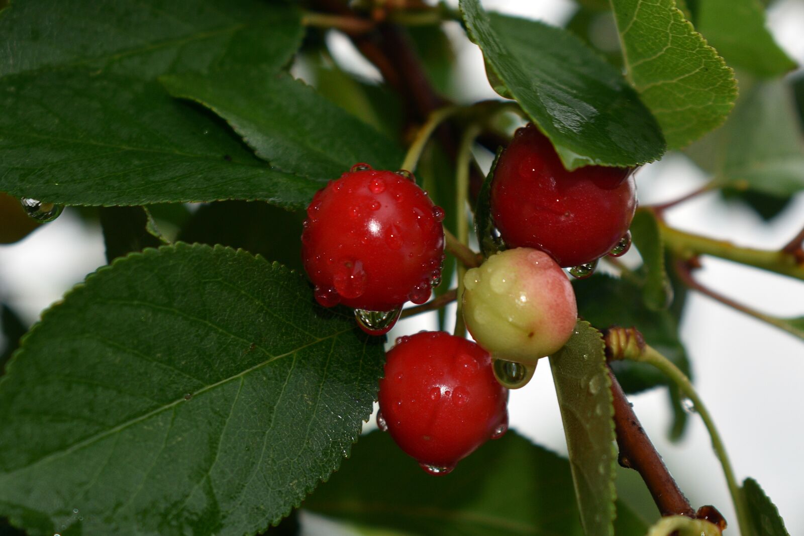 Nikon D3400 sample photo. Cherries, cherry, fruit photography