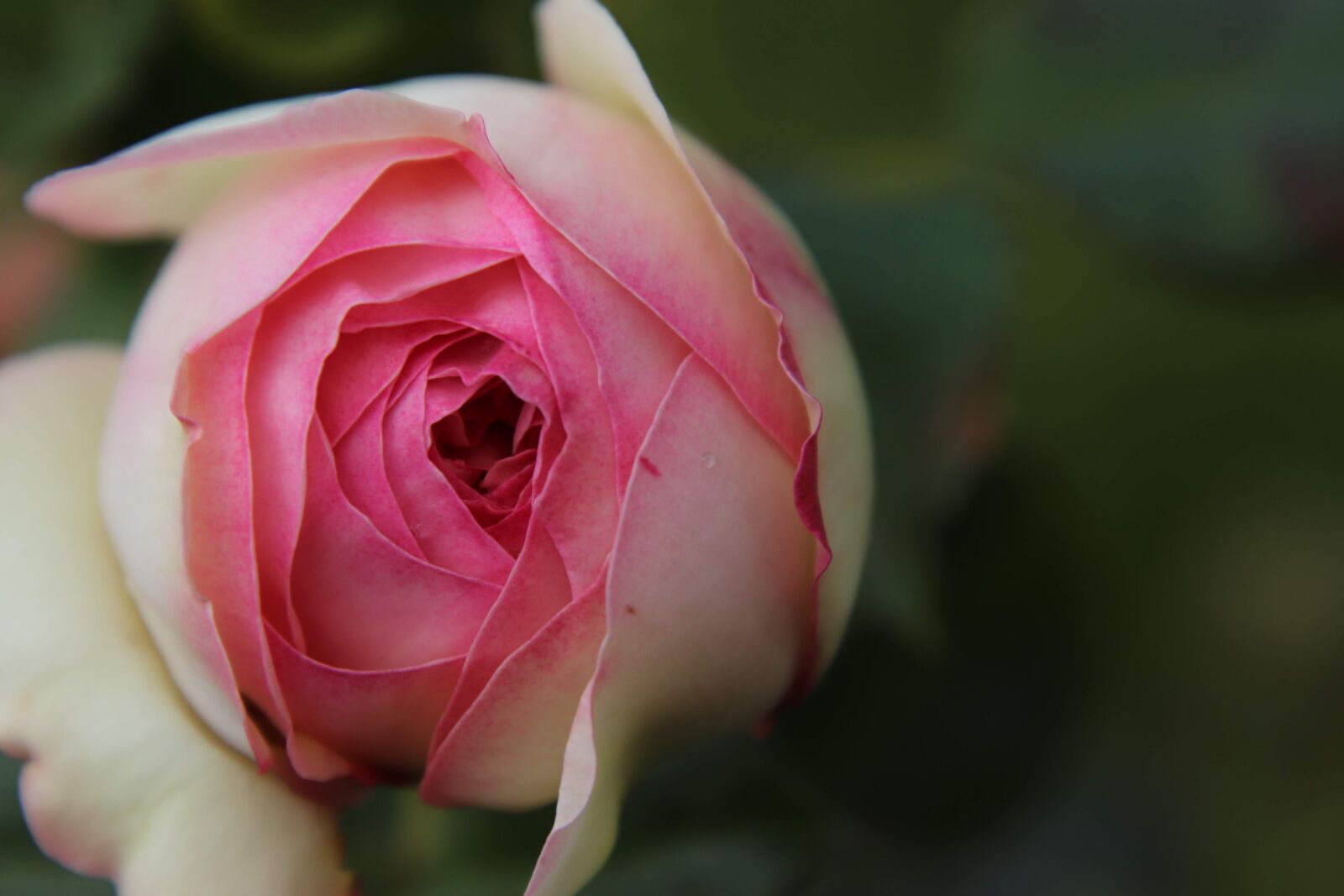 Canon EOS 800D (EOS Rebel T7i / EOS Kiss X9i) sample photo. Rose, nature, pink photography