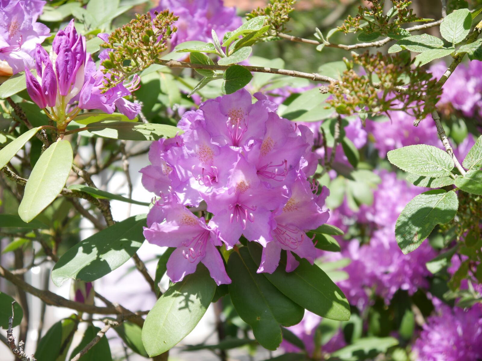 Panasonic DMC-G70 sample photo. Flower, blossom, bloom photography