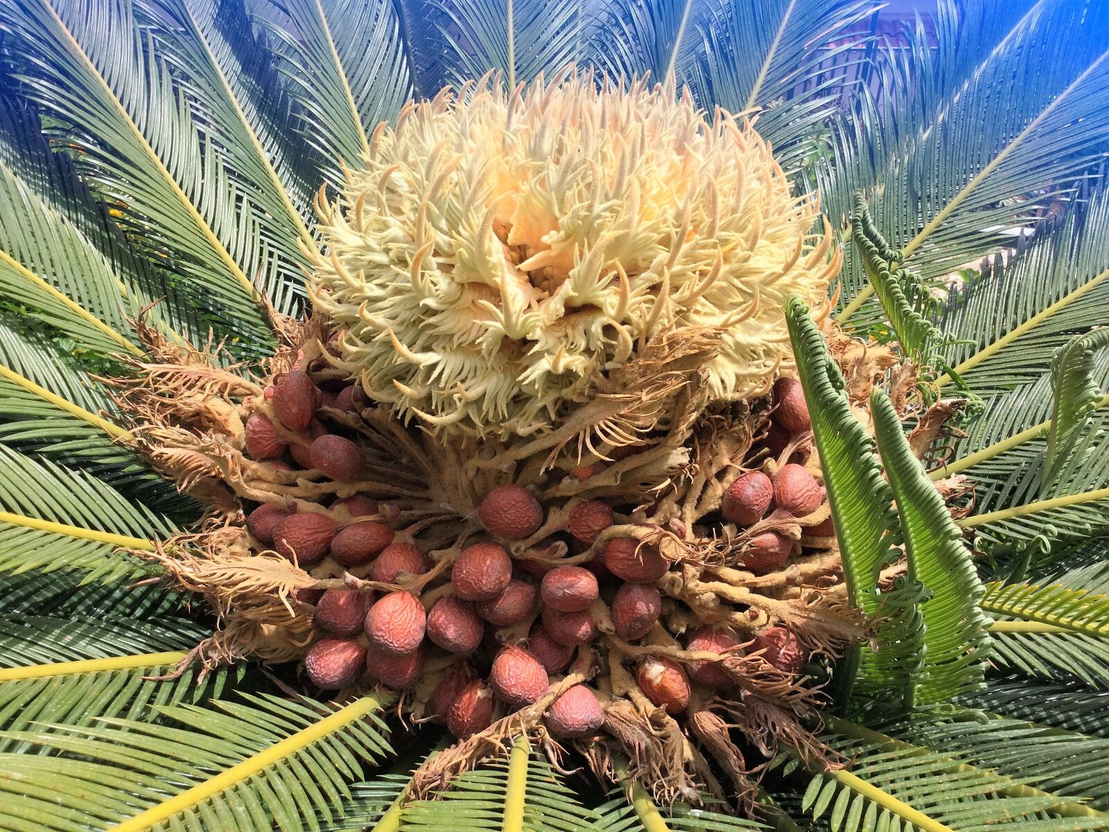 Apple iPad Air 2 sample photo. Palm, seeds, blossom photography
