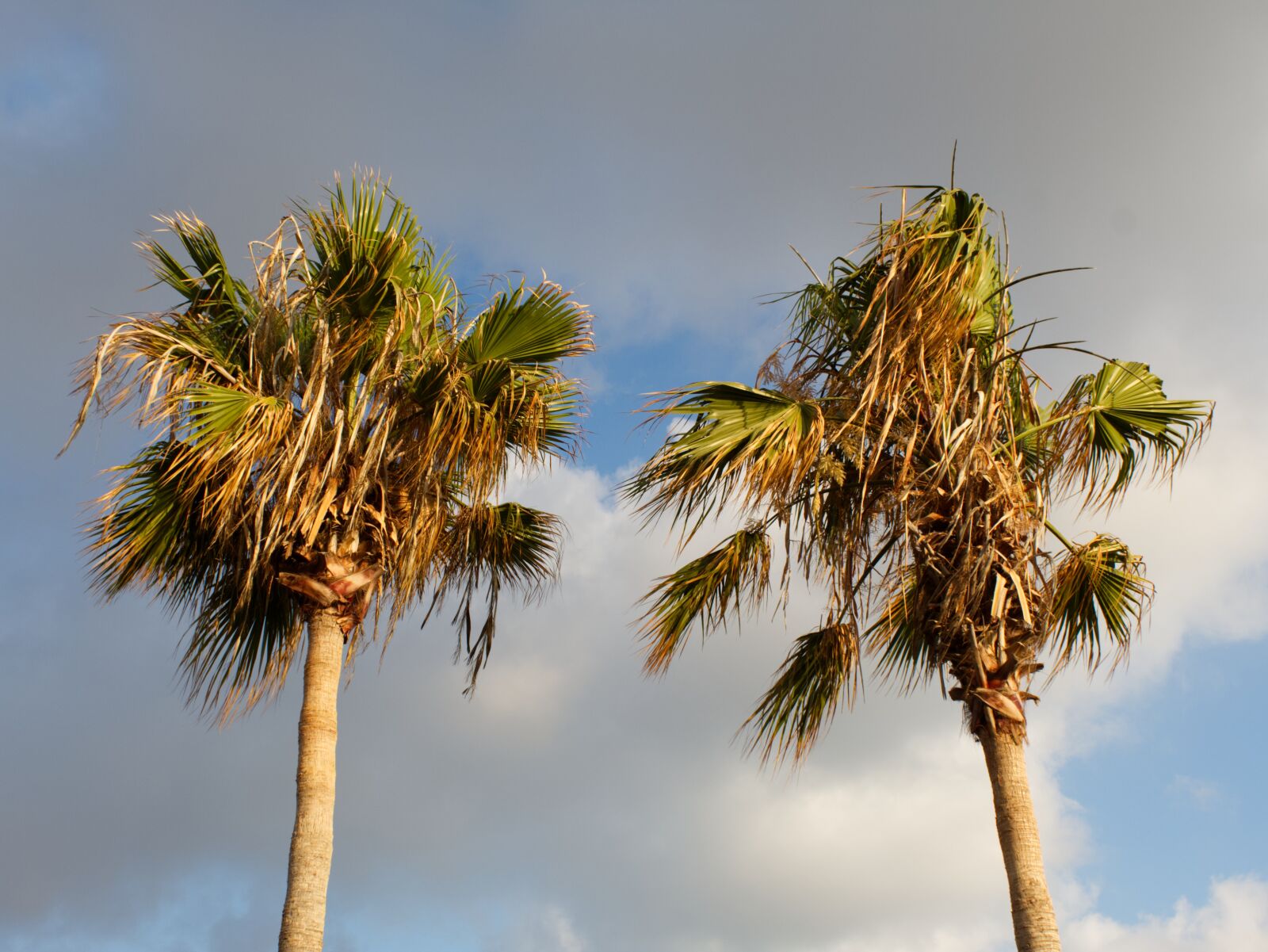 Canon EOS 1300D (EOS Rebel T6 / EOS Kiss X80) sample photo. Palm trees, cloudy, dark photography