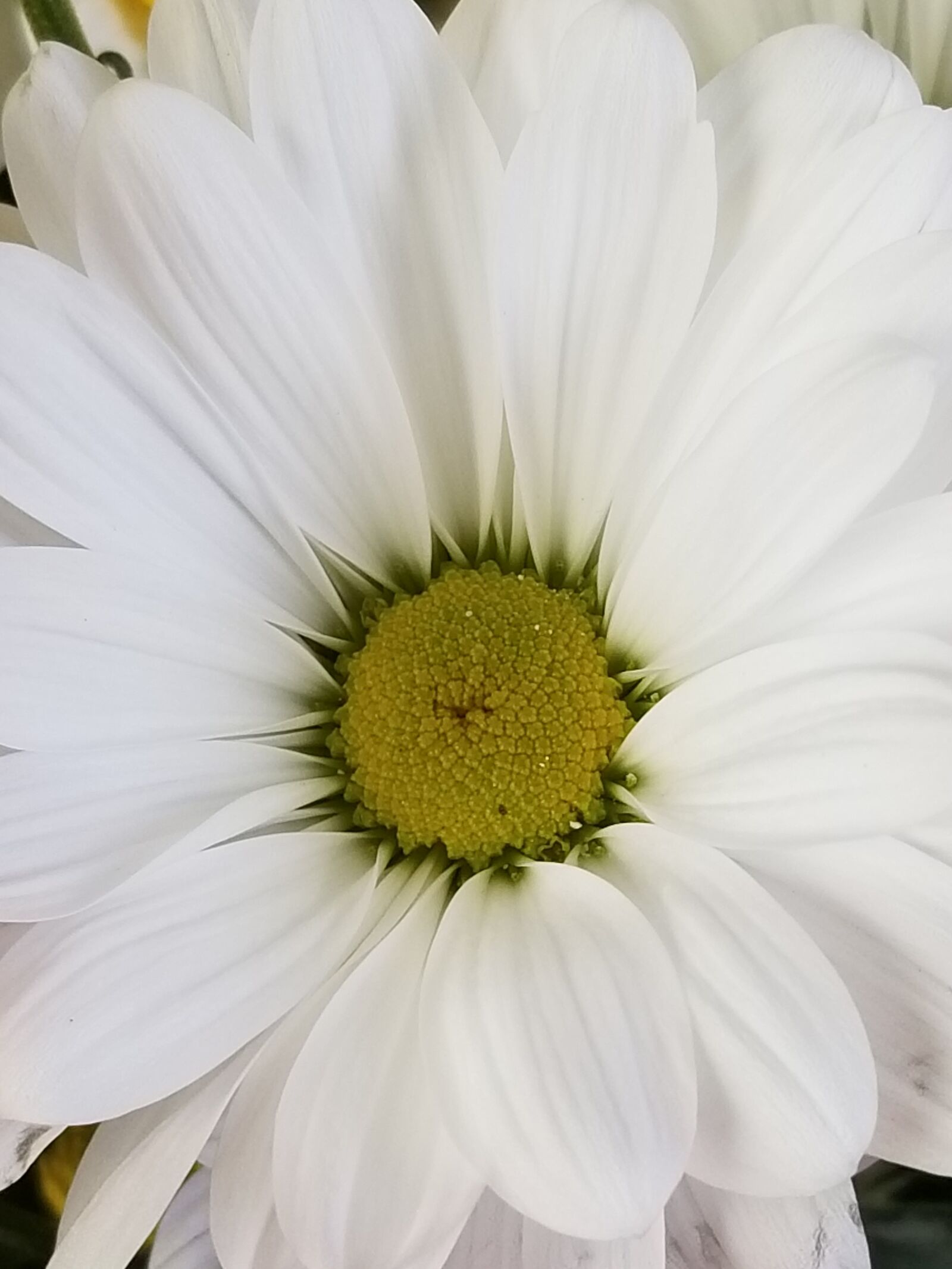 Samsung Galaxy S8 sample photo. Daisy, flower, daisies photography