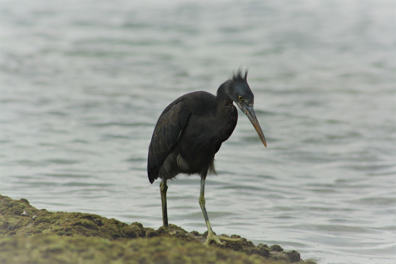 Canon EOS 1000D (EOS Digital Rebel XS / EOS Kiss F) sample photo. Pacific reef heron, dark photography