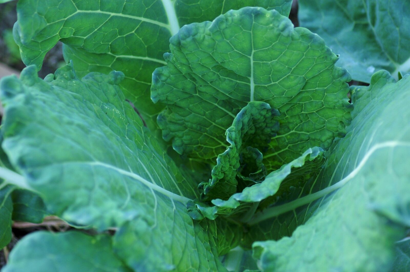 KONICA MINOLTA DYNAX 5D sample photo. Cabbage, green cabbage, green photography