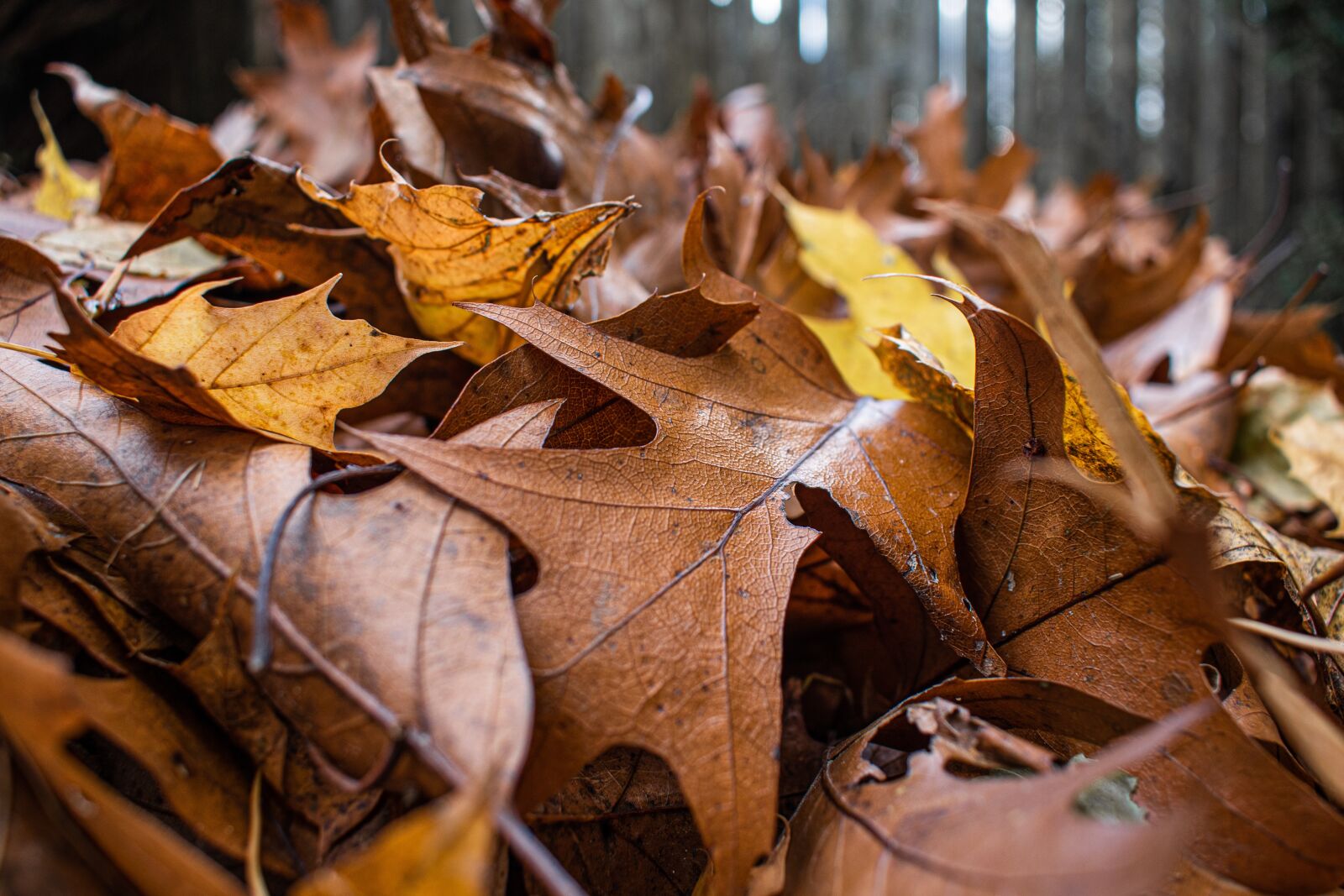 Nikon D5600 sample photo. Fall, autumn, leaves photography