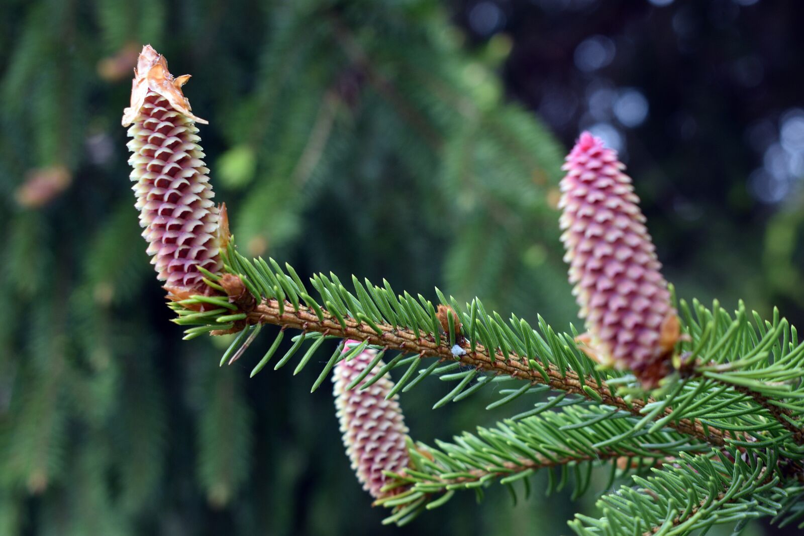 Nikon D3400 sample photo. Pine cone, cones, pine photography