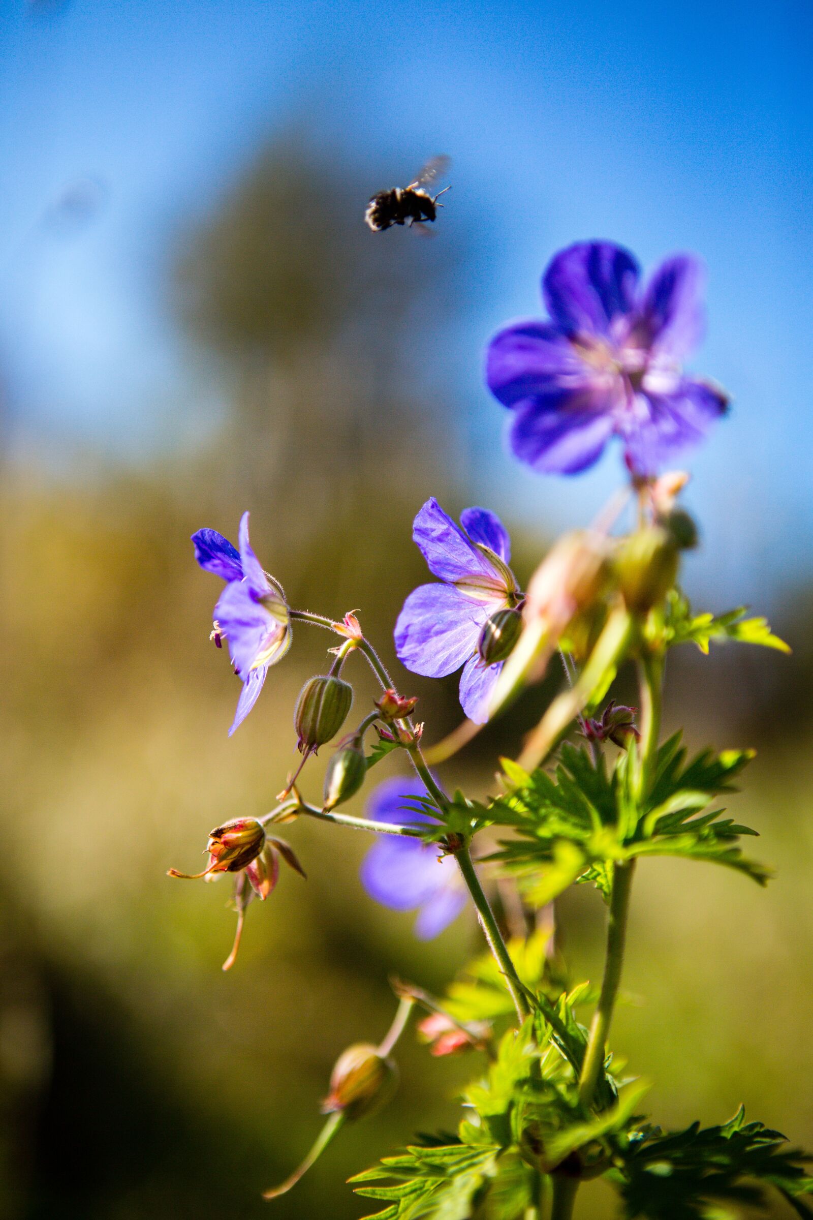 Canon EOS 5D Mark III sample photo. Wild flower, meadow, blue photography