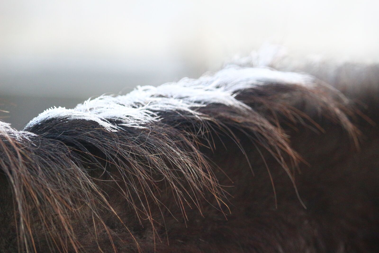 Canon EOS 100D (EOS Rebel SL1 / EOS Kiss X7) sample photo. Horse, mane, hoarfrost photography