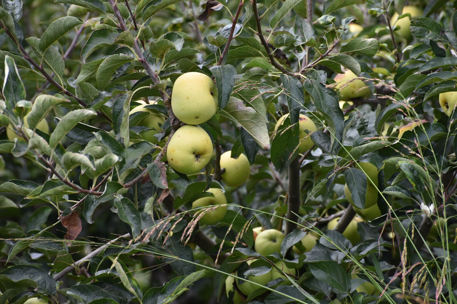 Nikon D3500 sample photo. Apples, nature, green photography