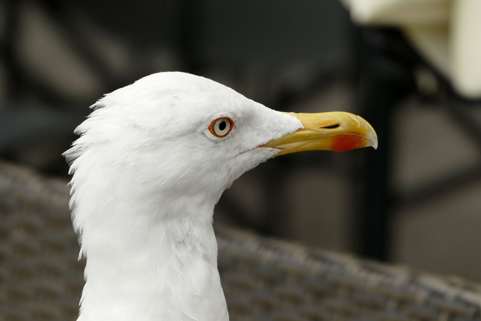 Panasonic Lumix DMC-FZ1000 sample photo. Seagull, head, close up photography