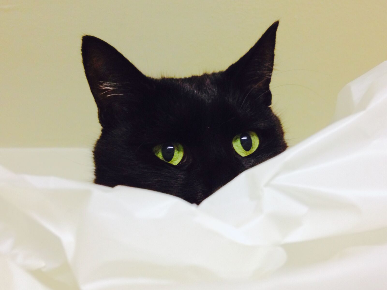 iPhone 4S back camera 4.28mm f/2.4 sample photo. Black, cat, ears, eyes photography