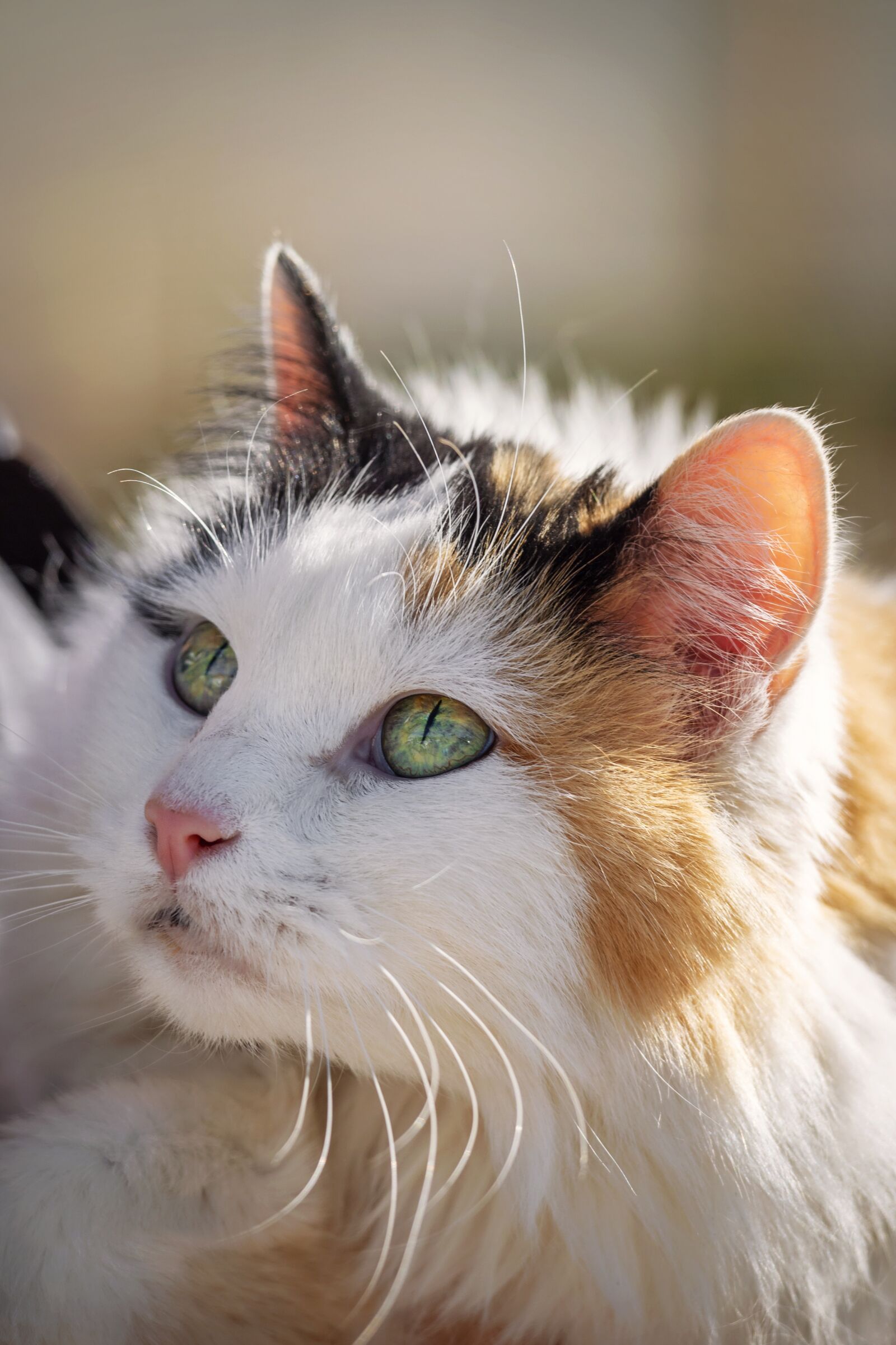 Nikon D7200 sample photo. Cats, animal, eyes photography