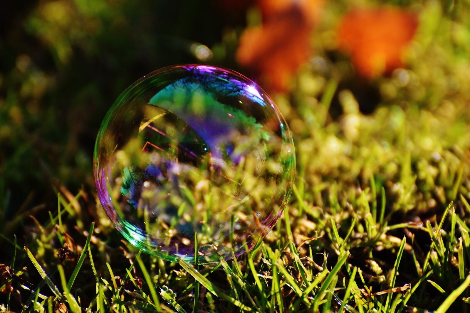 Nikon D7200 sample photo. Soap bubble, colorful, meadow photography