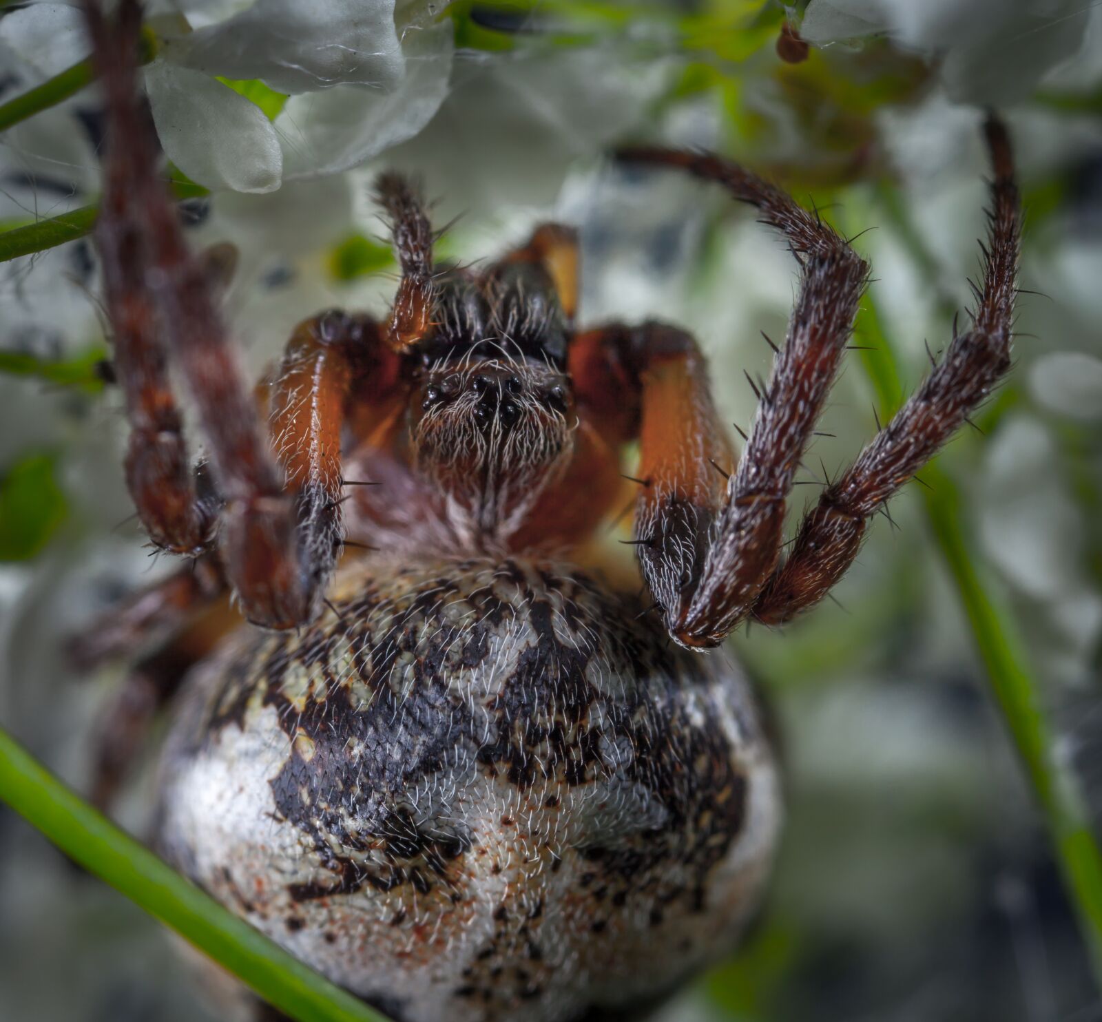 Canon EOS 5D Mark II + Canon MP-E 65mm F2.5 1-5x Macro Photo sample photo. Spider, nature, living nature photography