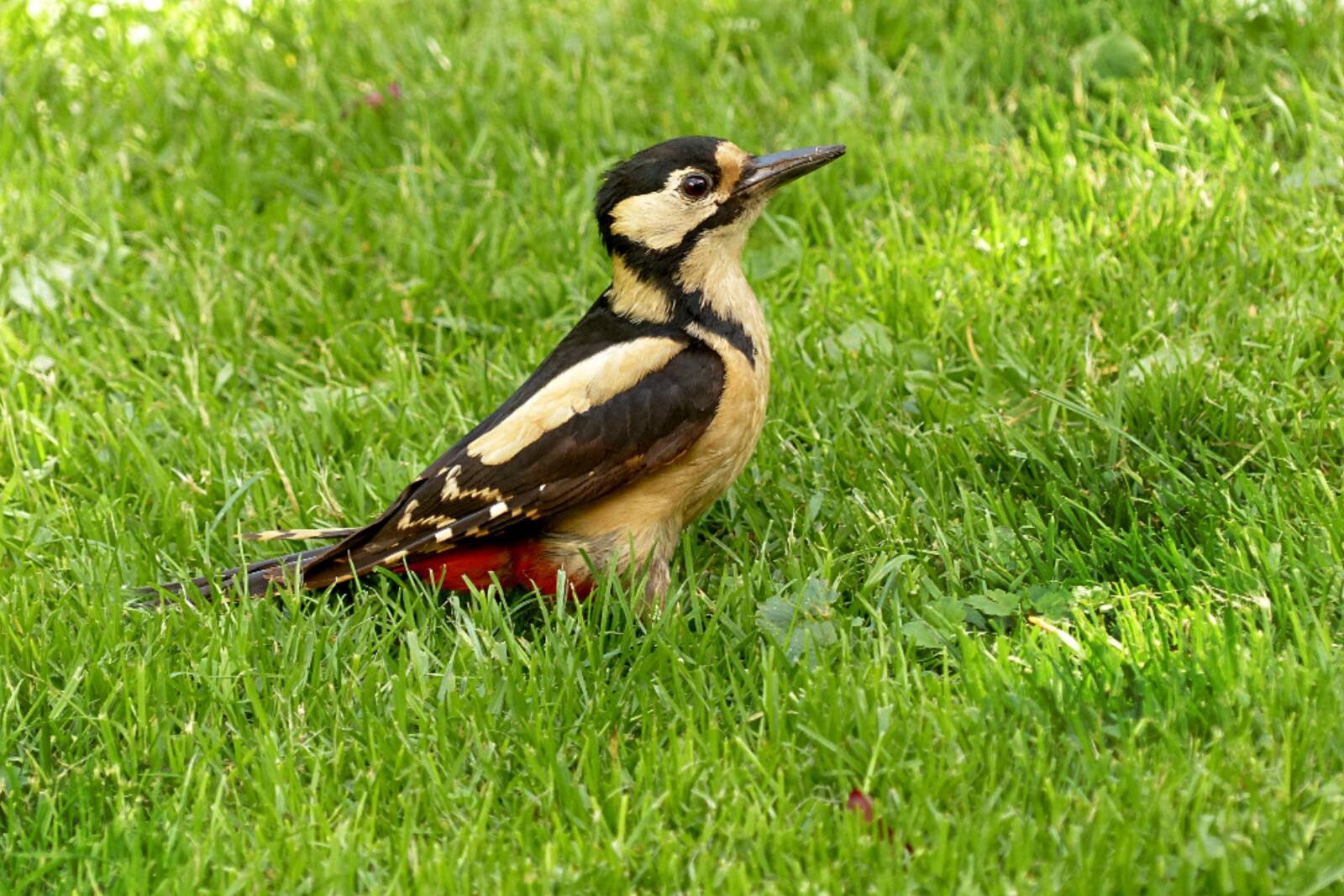 Panasonic Lumix DMC-FZ200 sample photo. Great spotted woodpecker, dendrocopos photography