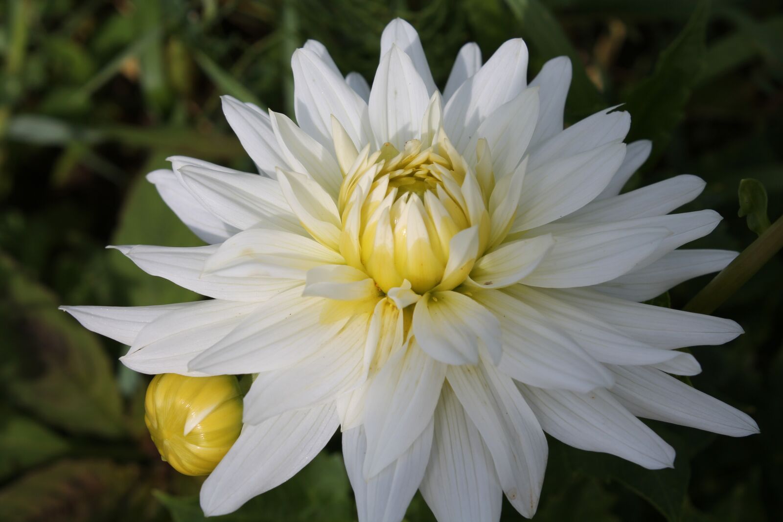Canon EOS 1100D (EOS Rebel T3 / EOS Kiss X50) sample photo. Flower, dahlia, garden photography